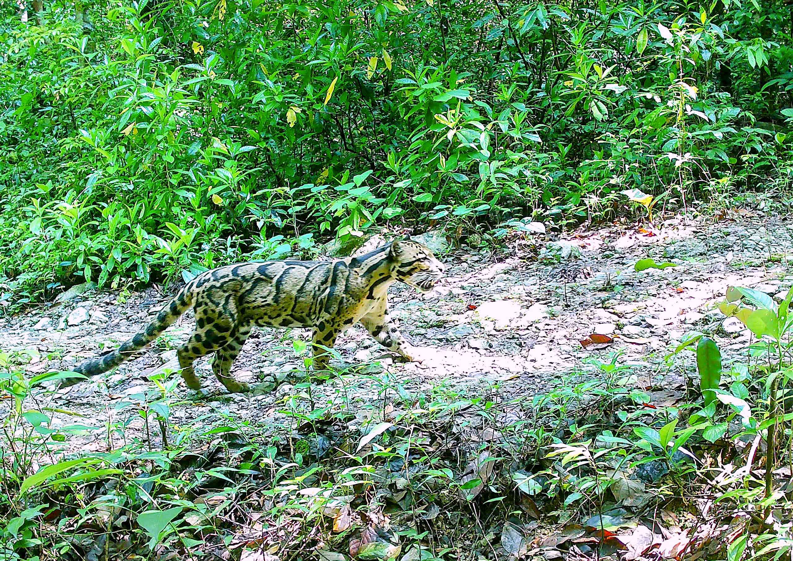 Mystical Clouds of the Garo Hills