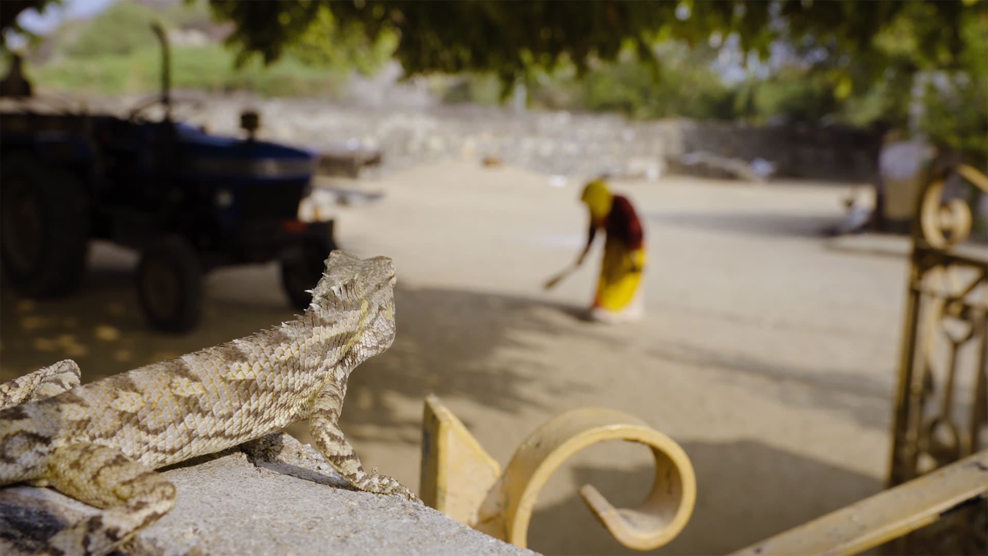 Coexistence: A House of Many Lives