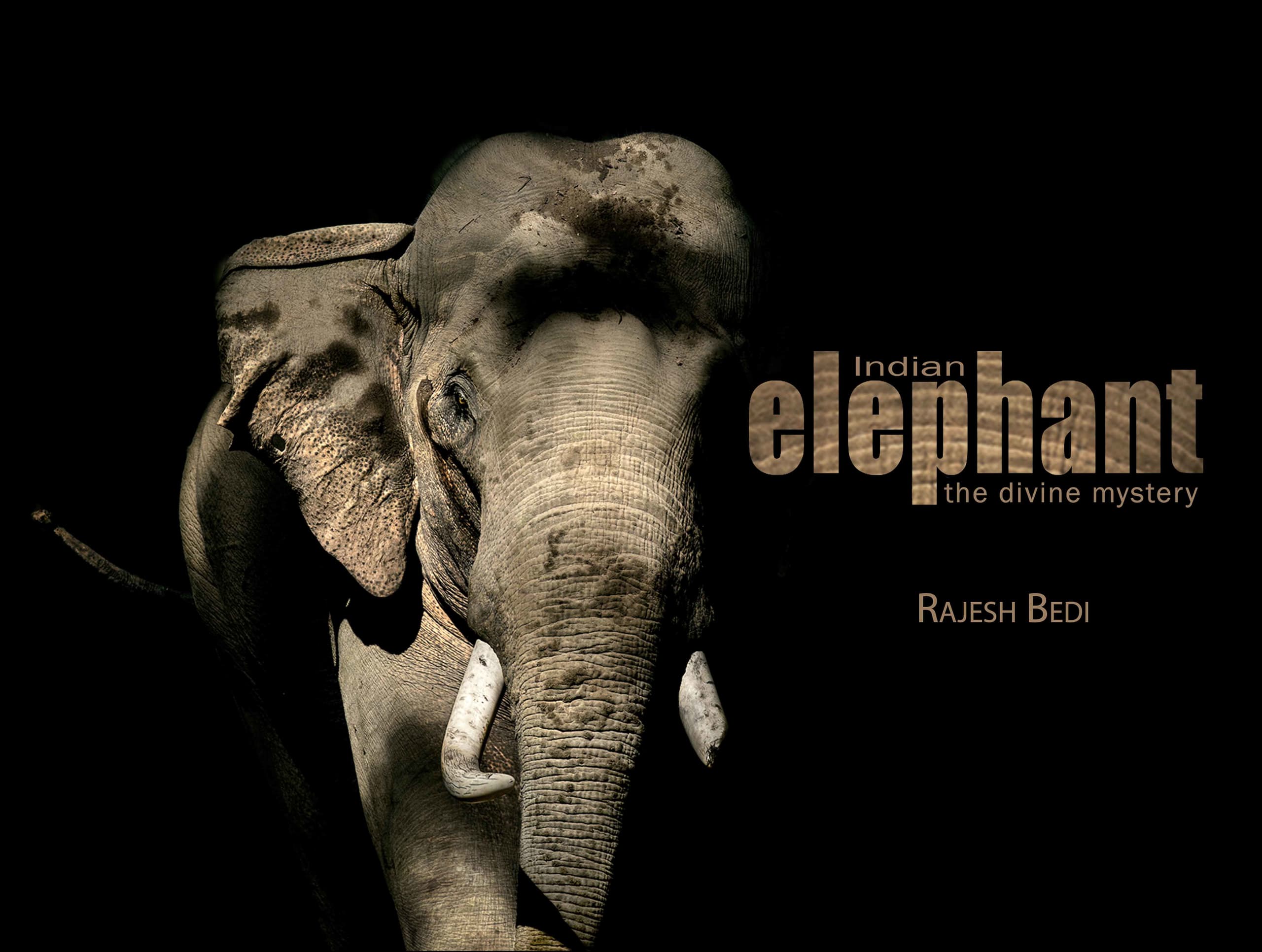 Photographing the Enigma of Elephant Sleep