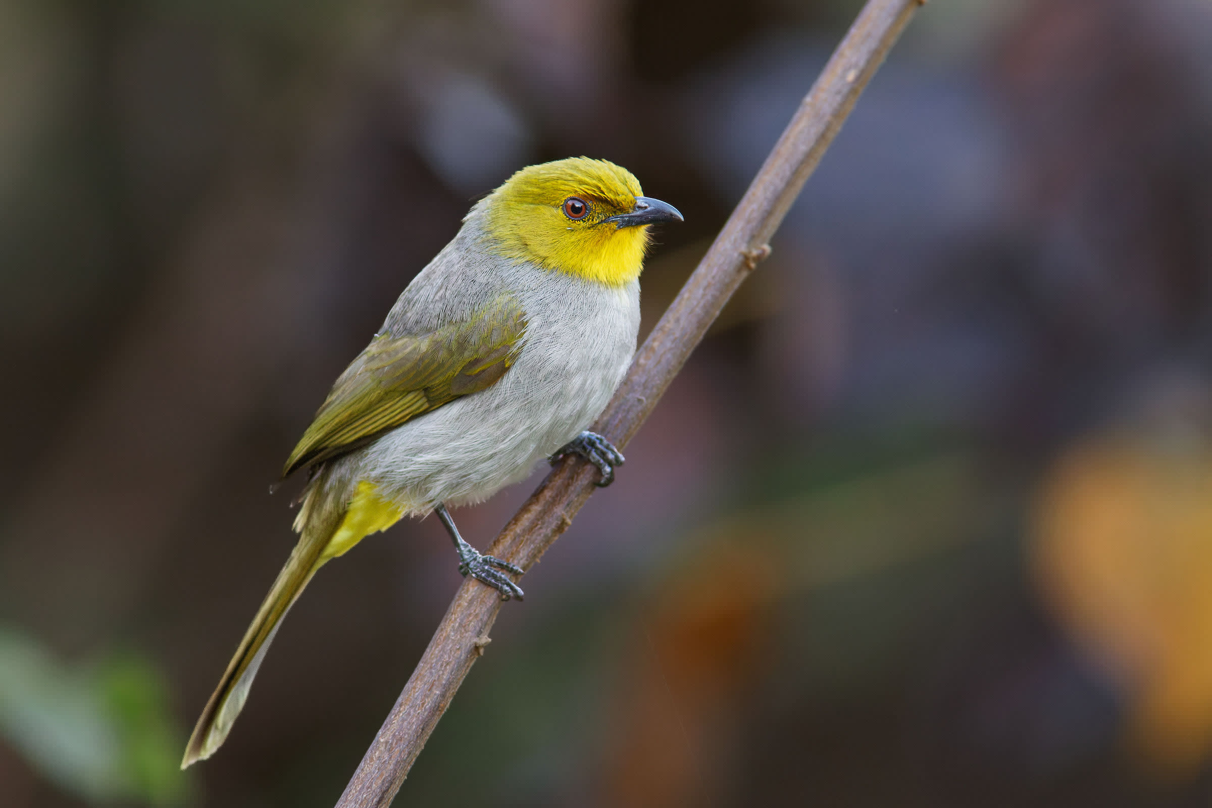 Living on the Edge: Hampi’s Elusive Yellow-throated Bulbul