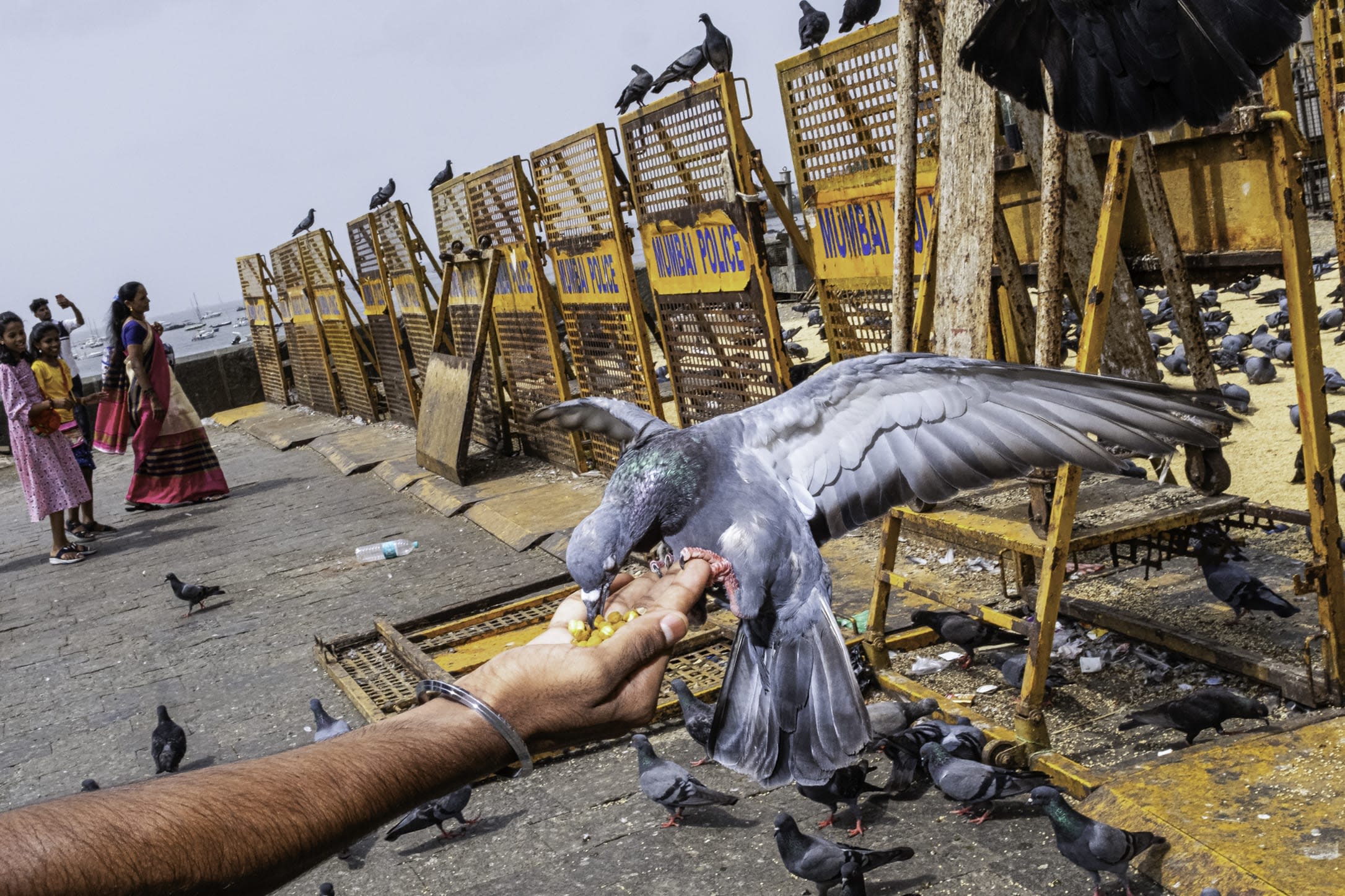 Flying Rats: The Menace of Blue Rock Pigeons and Pigeon Feeders 