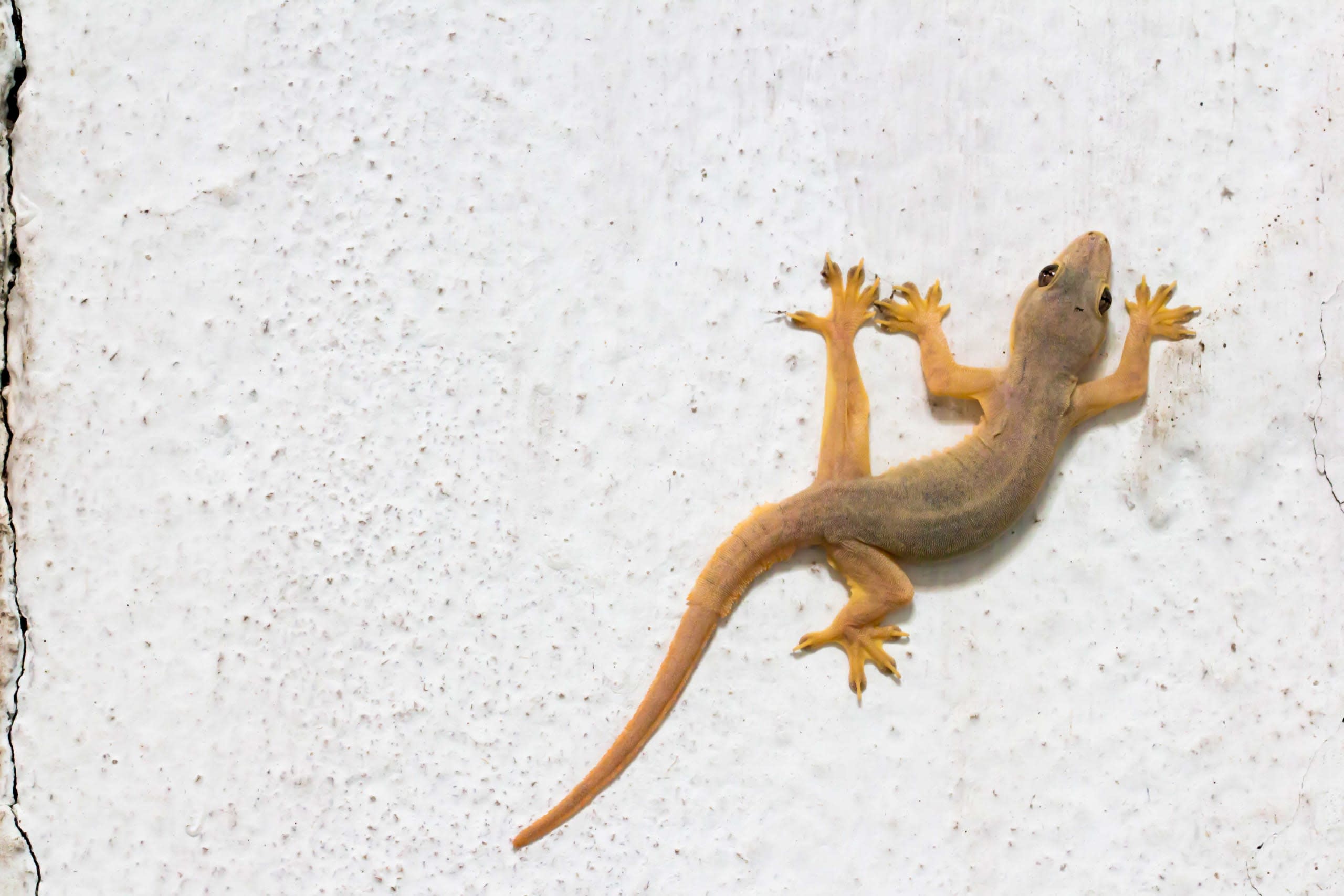 Common House Gecko: The Quiet, Helpful Roommate