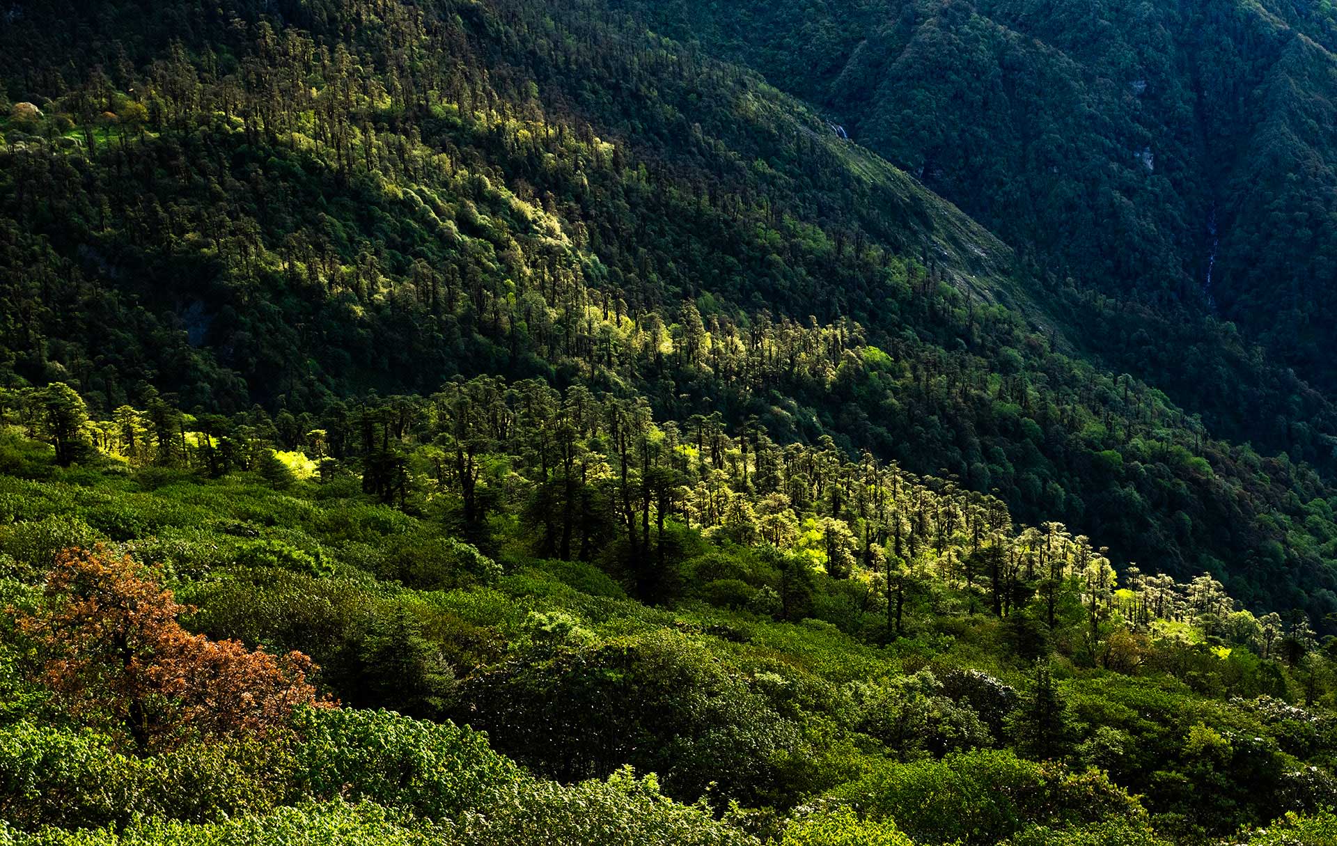 Pangolakha: A Sanctuary Rising Through the Old Silk Route