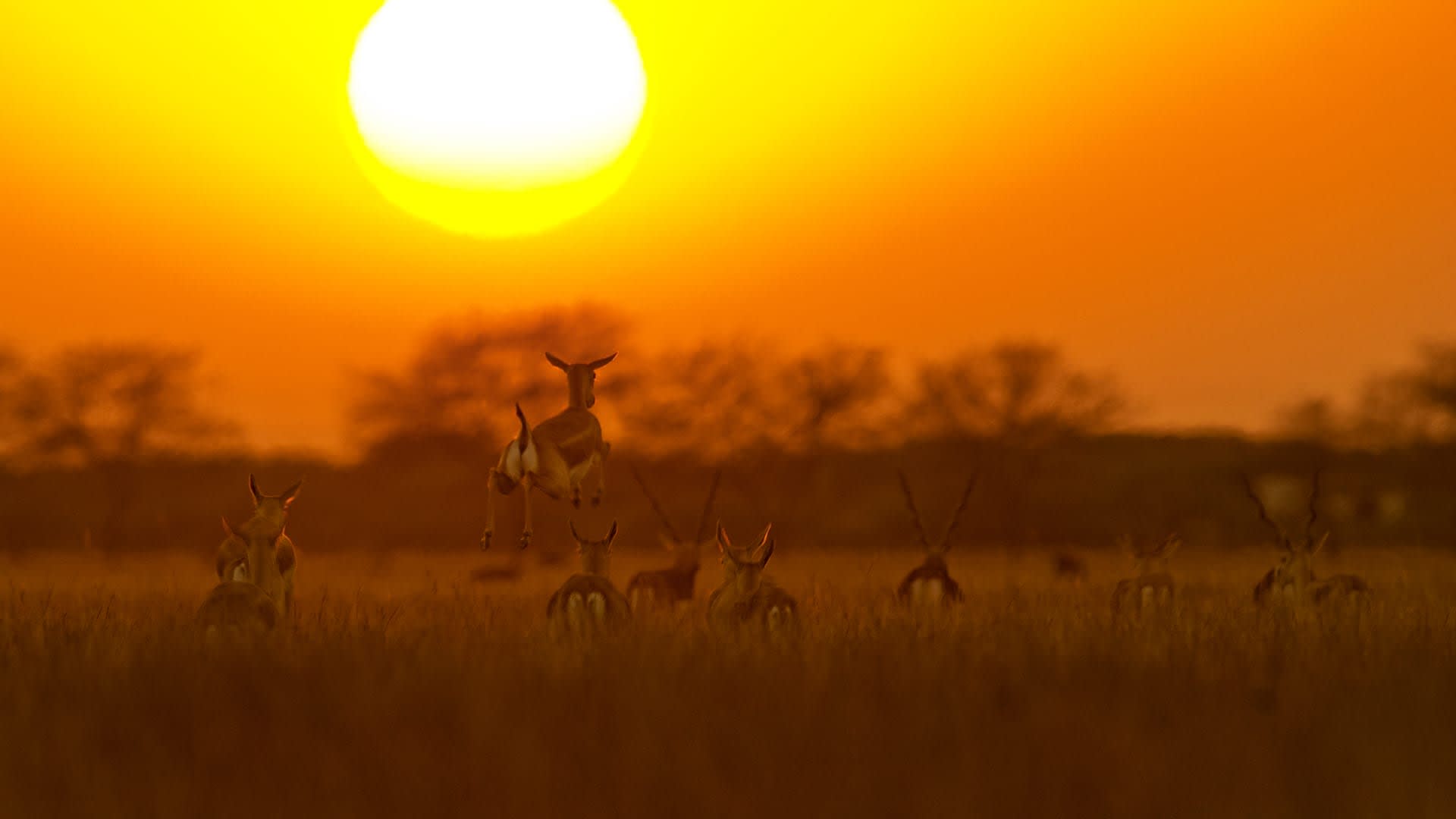 Wild, Wild West: Little Rann of Kutch and Velavadar