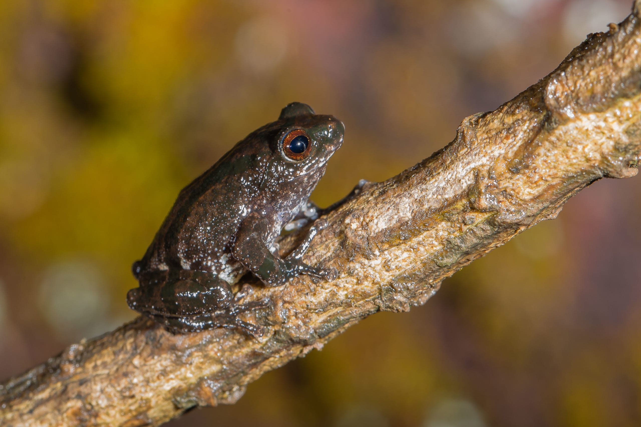 Ghate’s bush frog: A Wild Voice in an Urban Garden