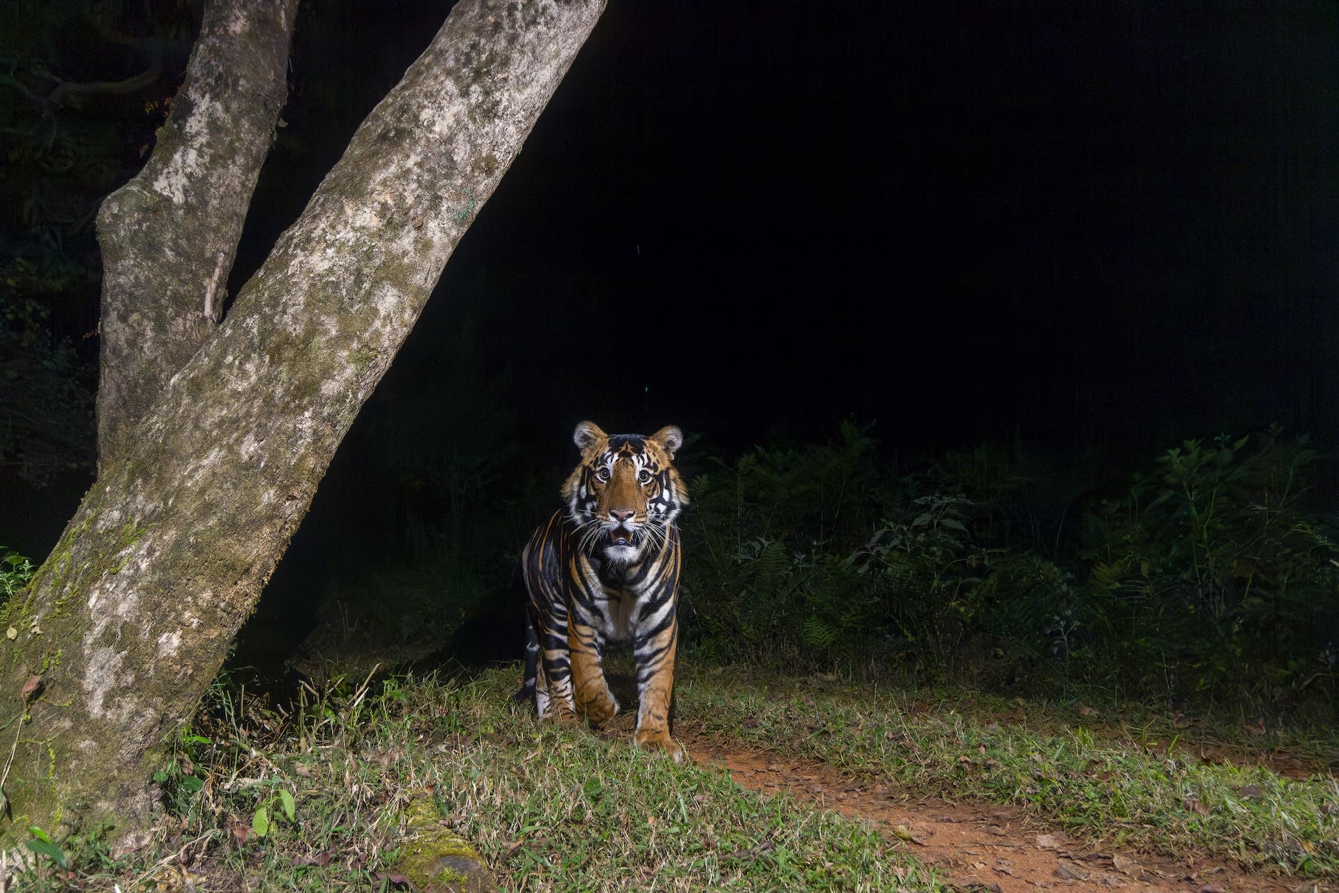 Black Tigers: The Ghosts of Similipal