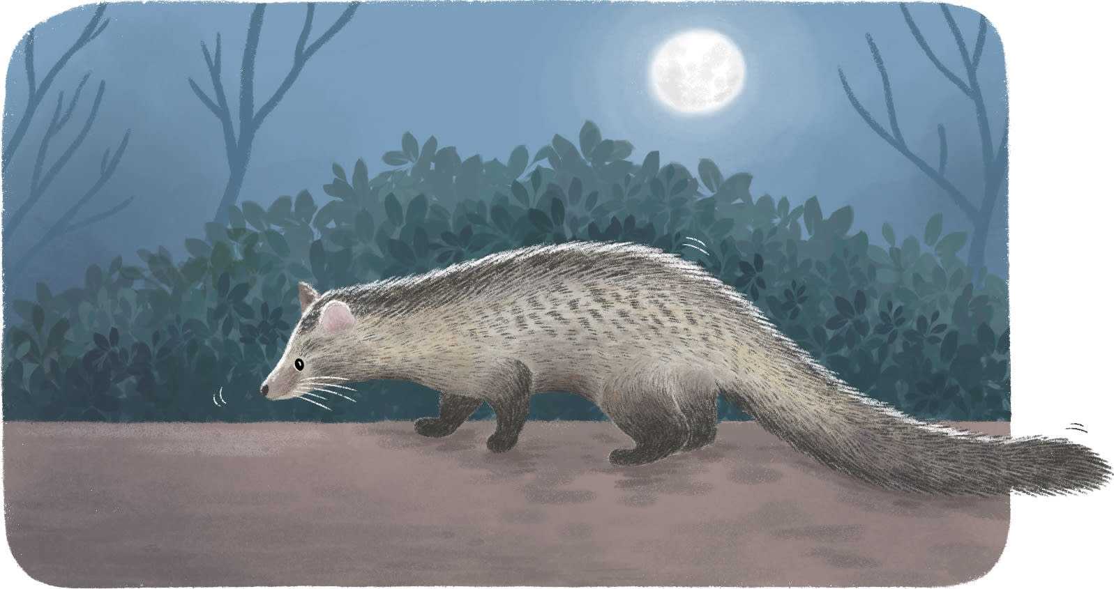 National Institute of Science and Research campus Common palm civet