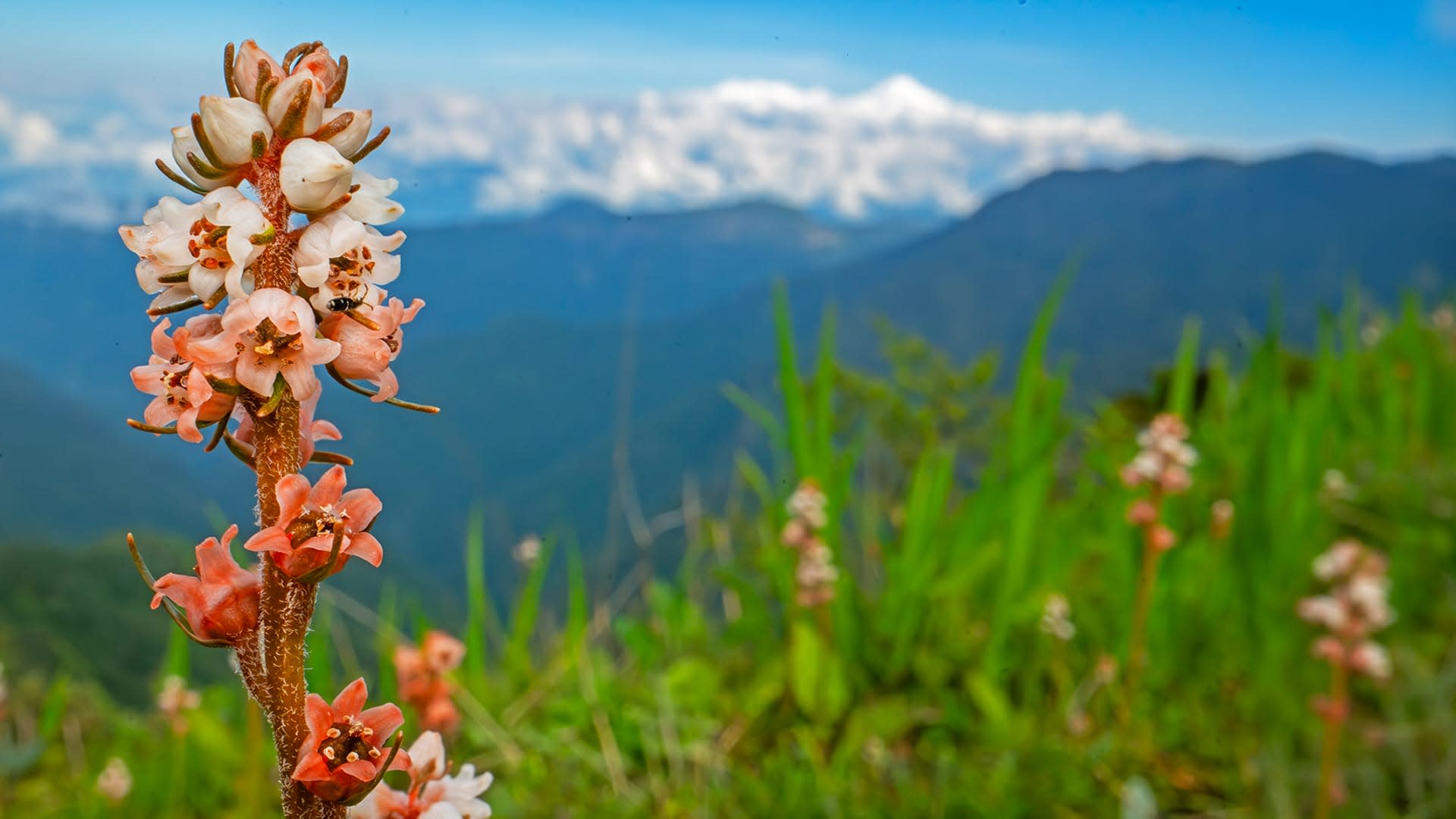 The Wild Heart of Pangolakha