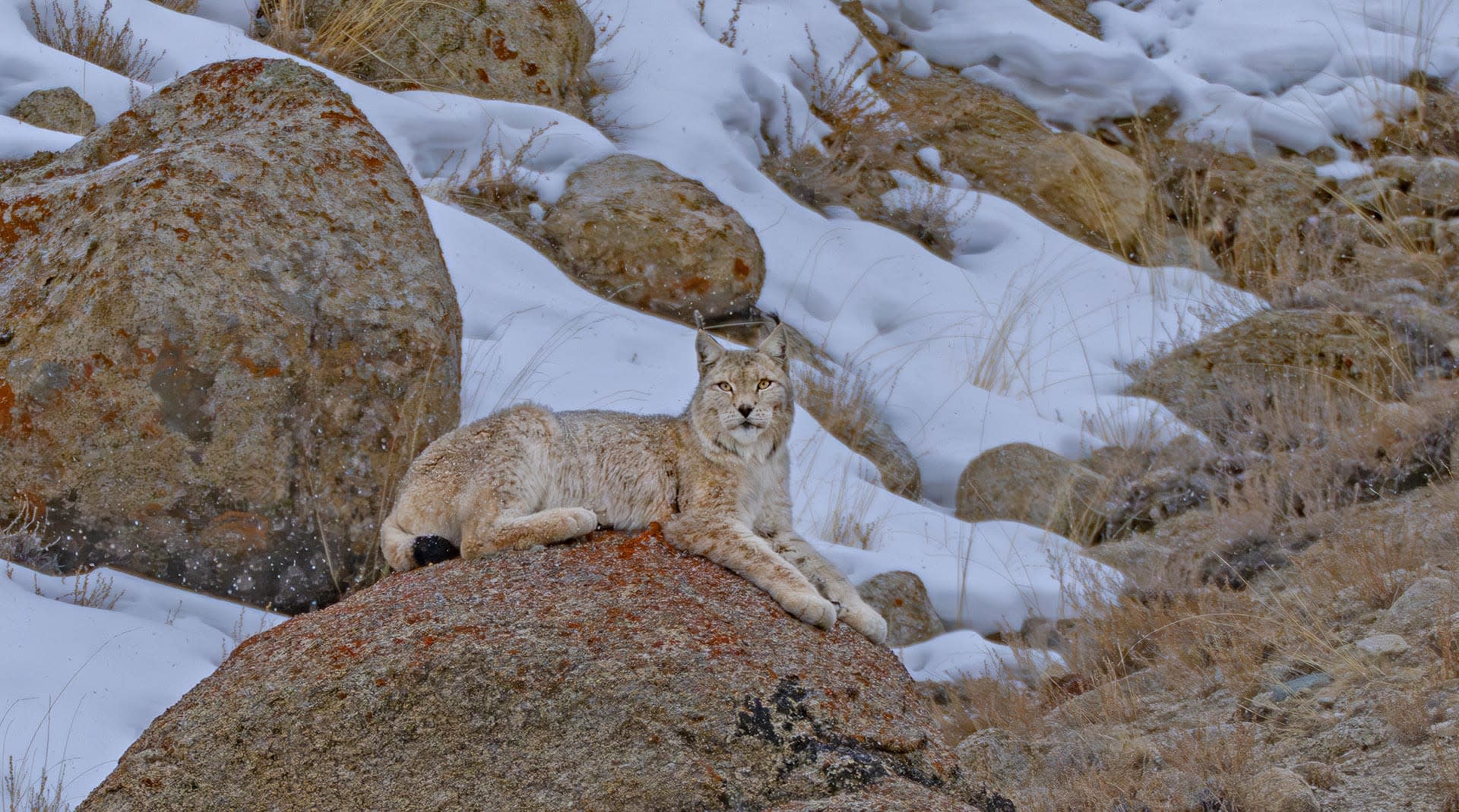 Eurasian lynx
