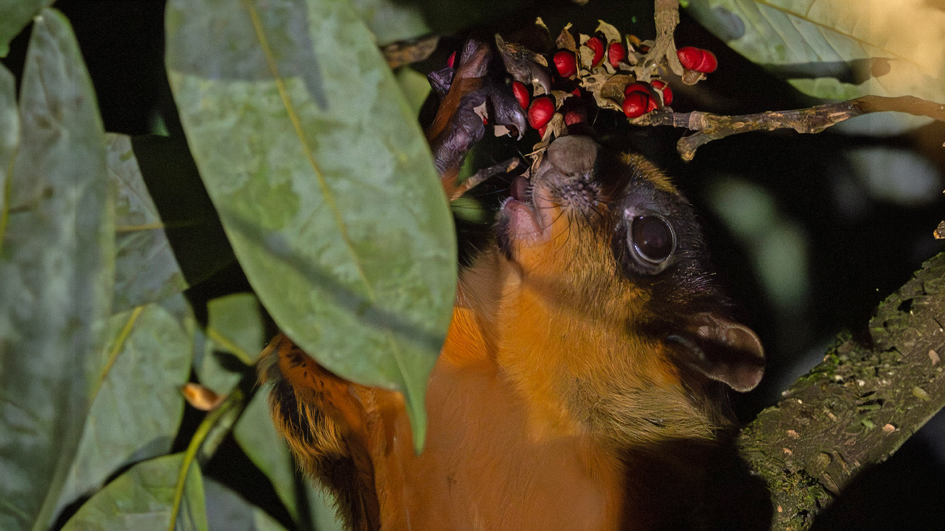 Raj Pankhi: The Bhutan Giant Flying Squirrel