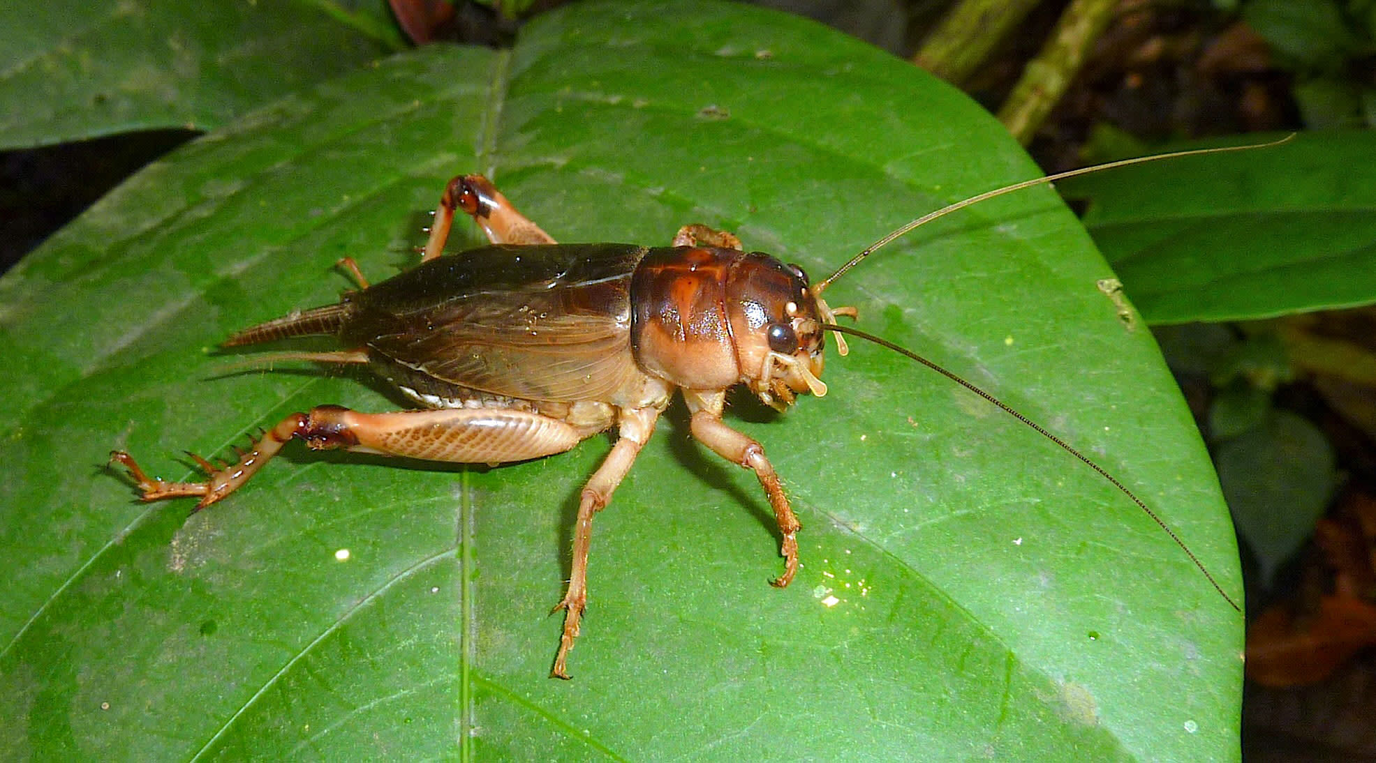 Giant Burrowing Crickets: Little Insects Dispersing Mighty Trees