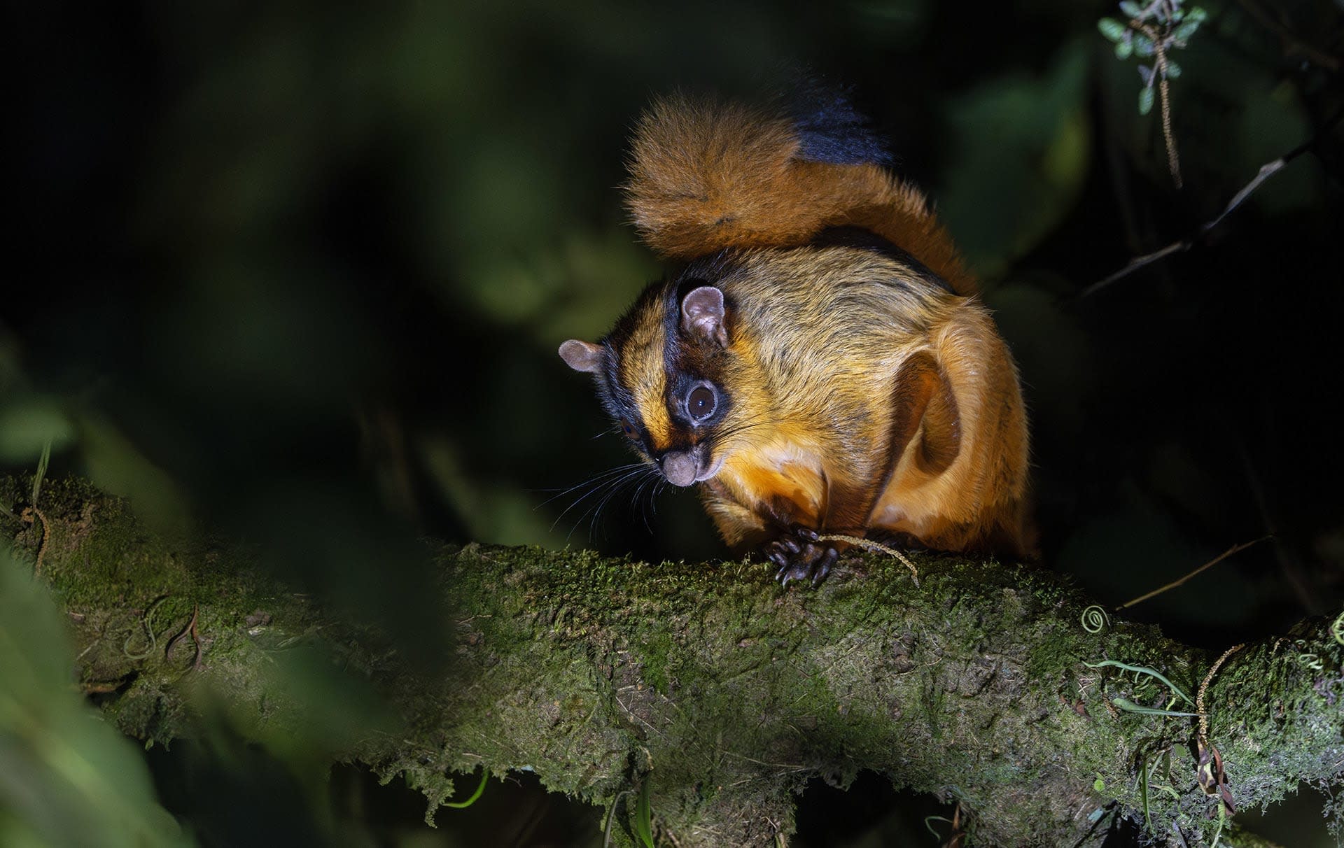 Bhutan Giant Flying Squirrel: The Forest’s Night Glider