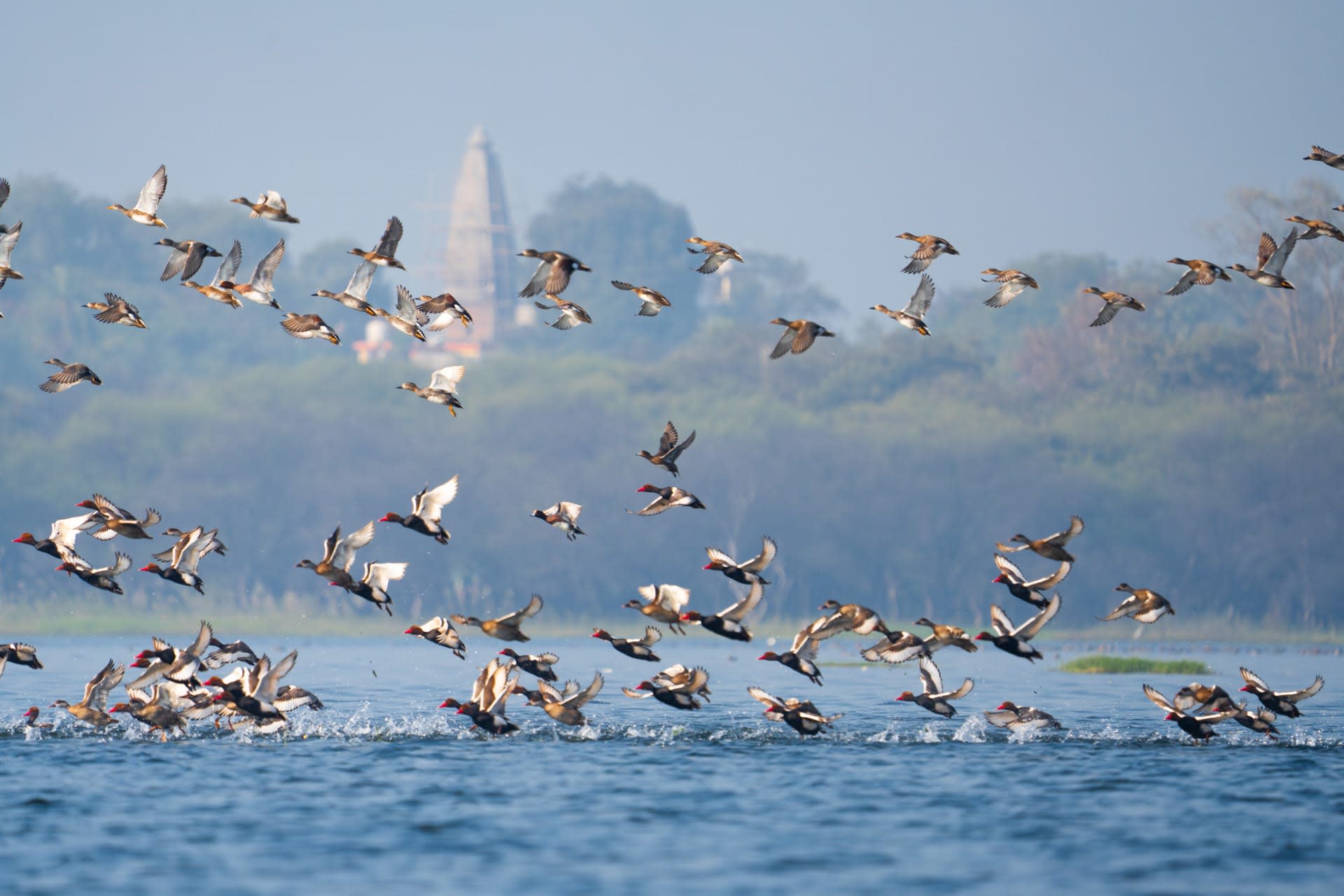Wild in the City: Growing Up with Nature in Bhopal