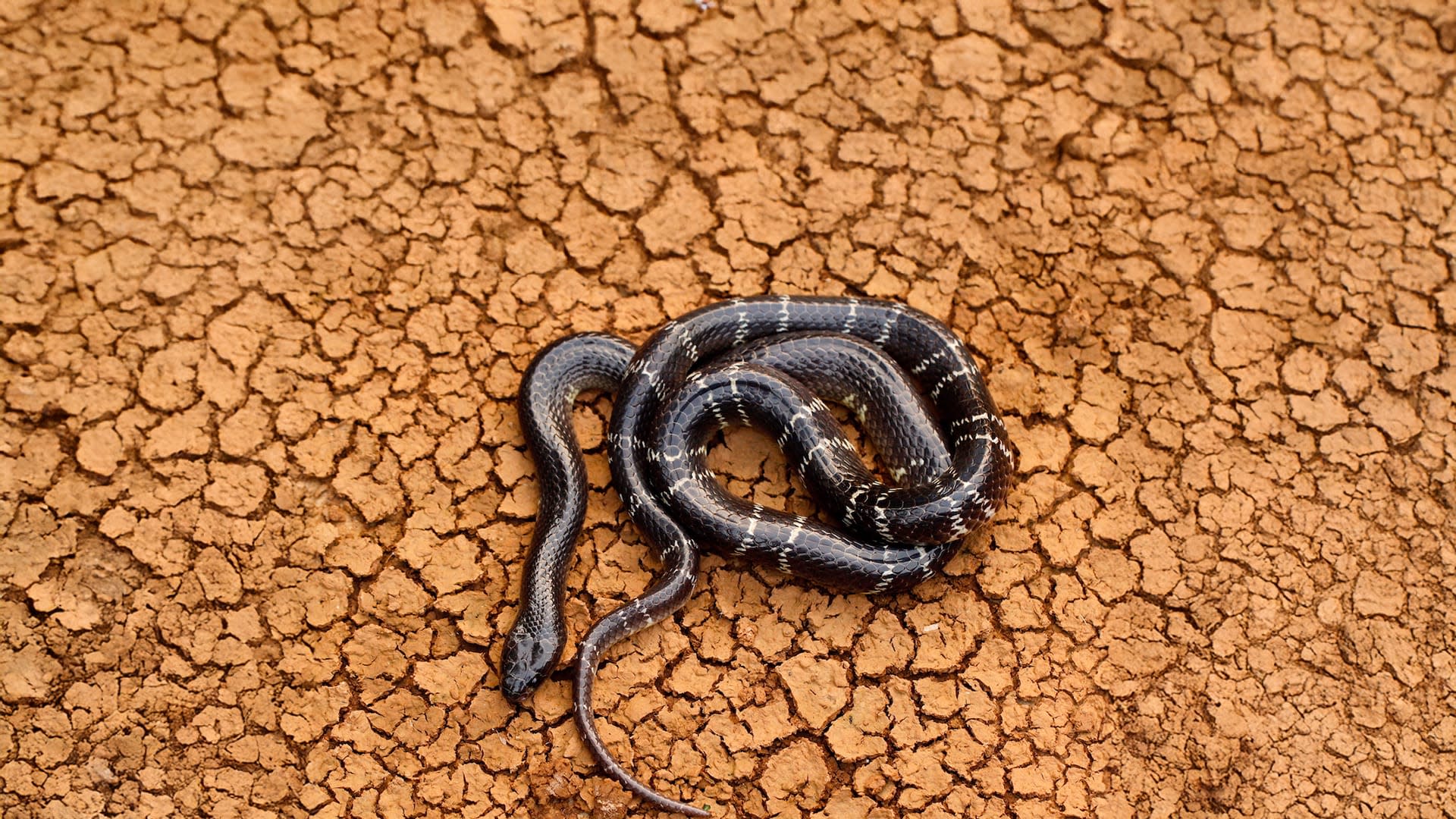 Night Crawler: The Enigmatic Common Krait
