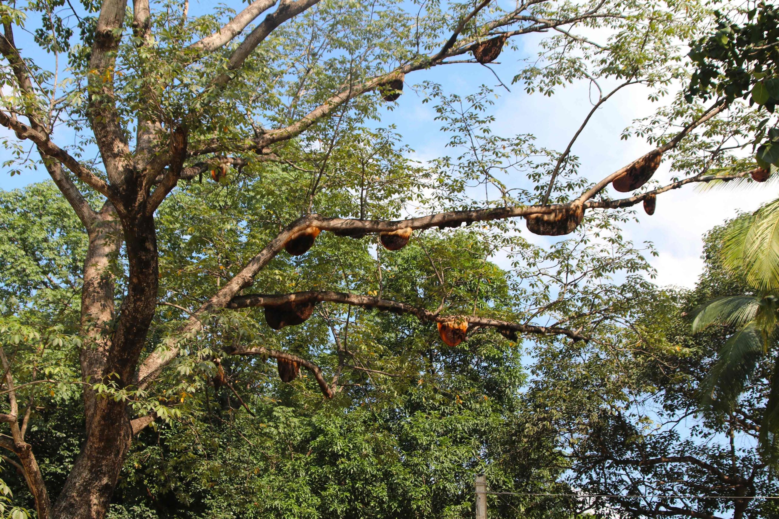 Keeping Wild Bees Alive in Odisha’s Forests