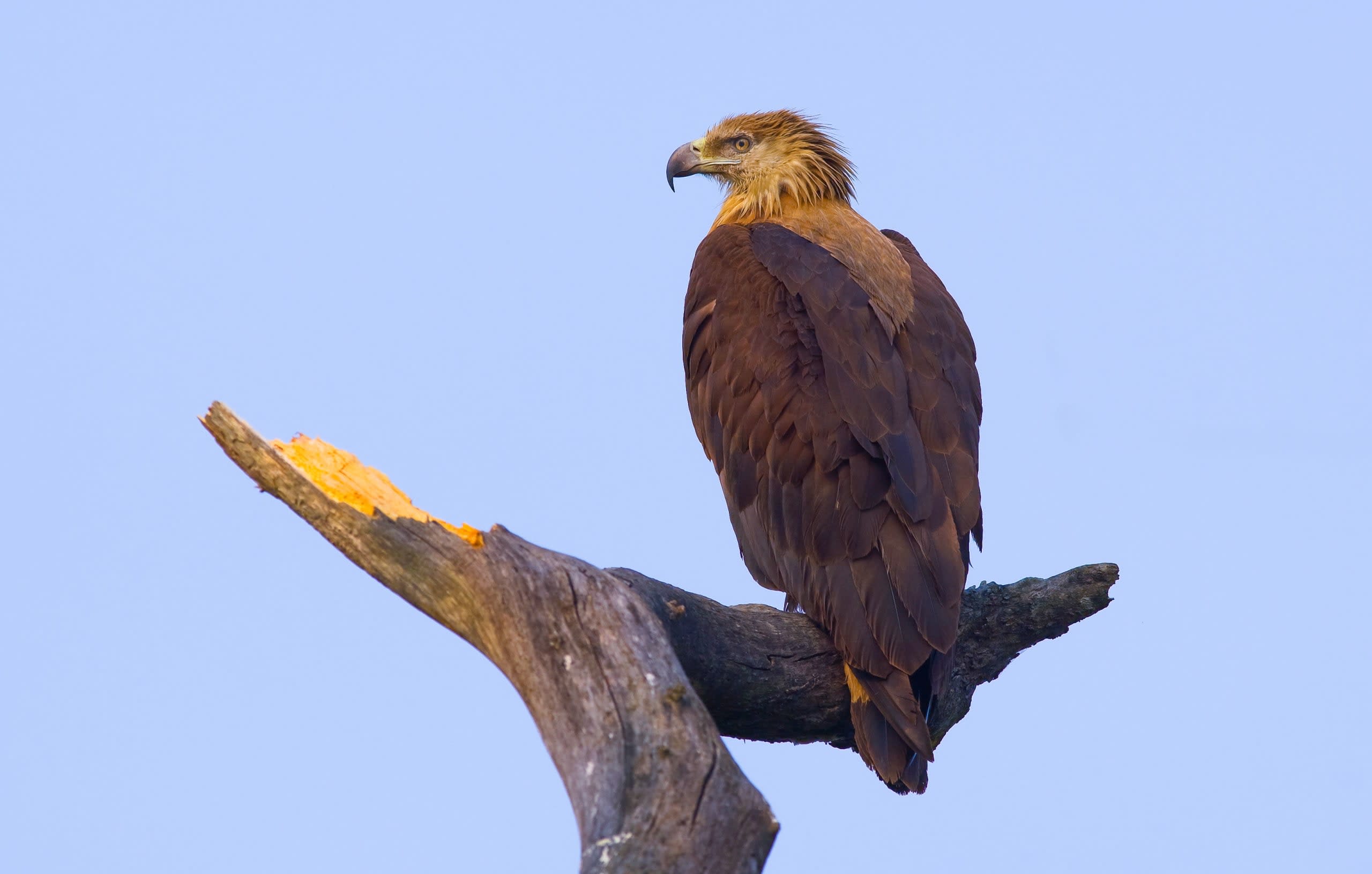 Pallas’s Fish Eagle: Silently Disappearing