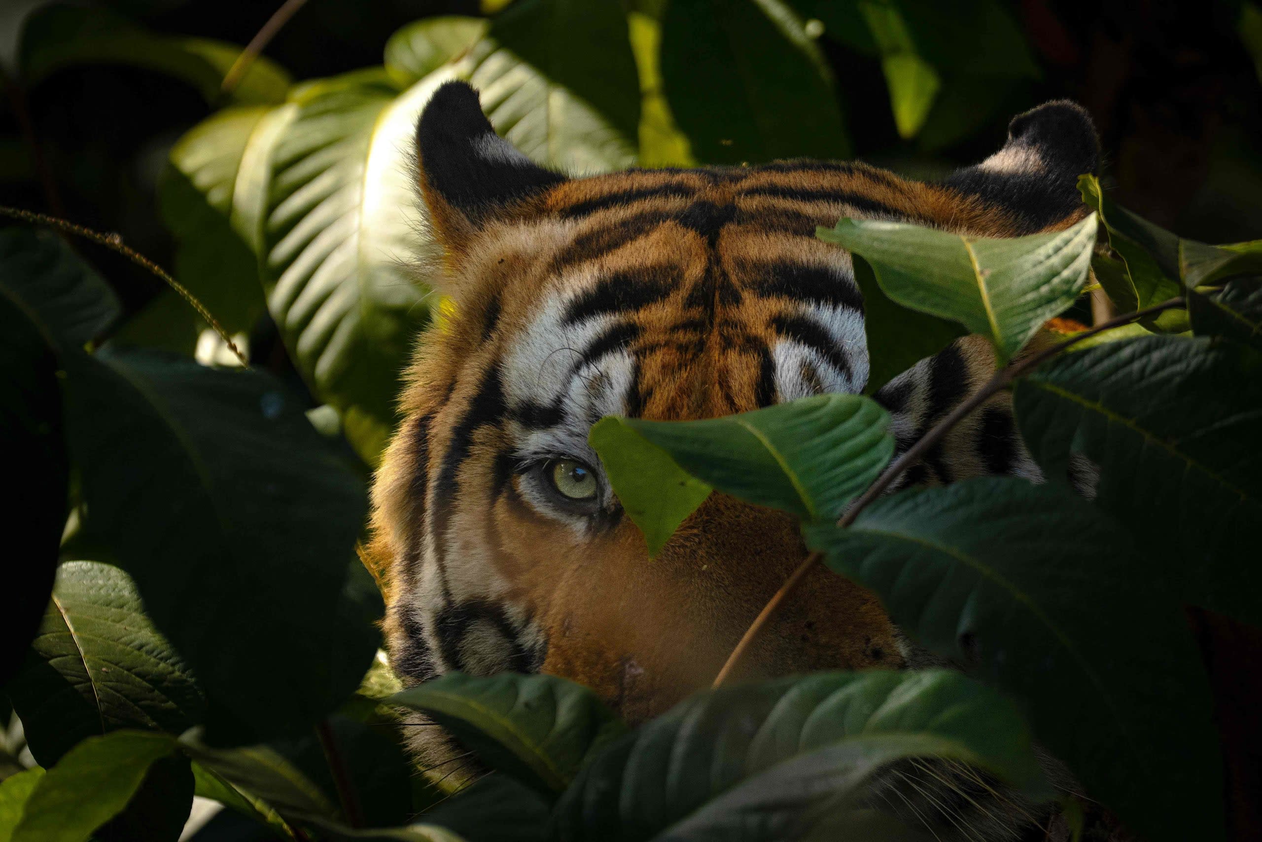 Titans of the Wild: India’s Big Five