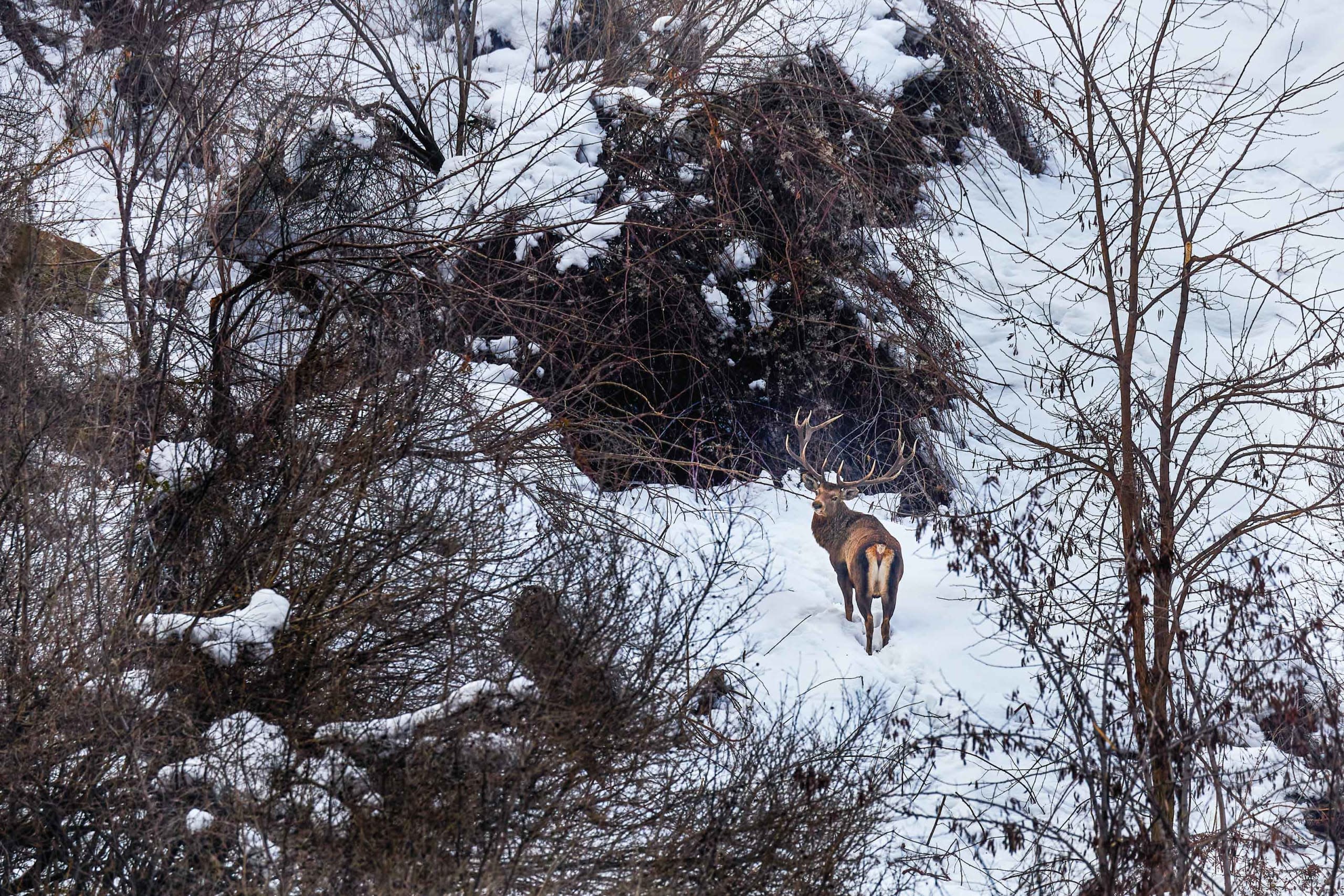 A Blueprint for Hangul Conservation