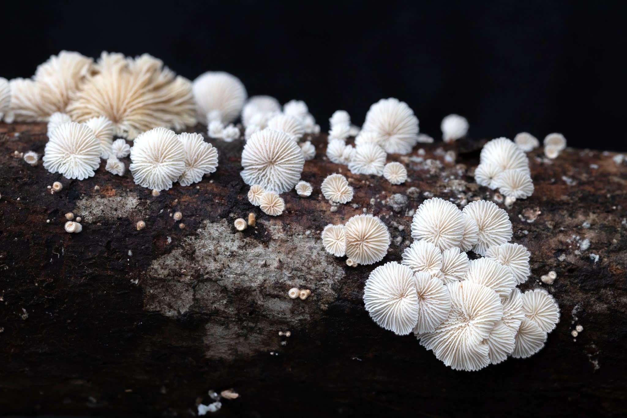 Fab Fungi: A Hidden World at My Doorstep