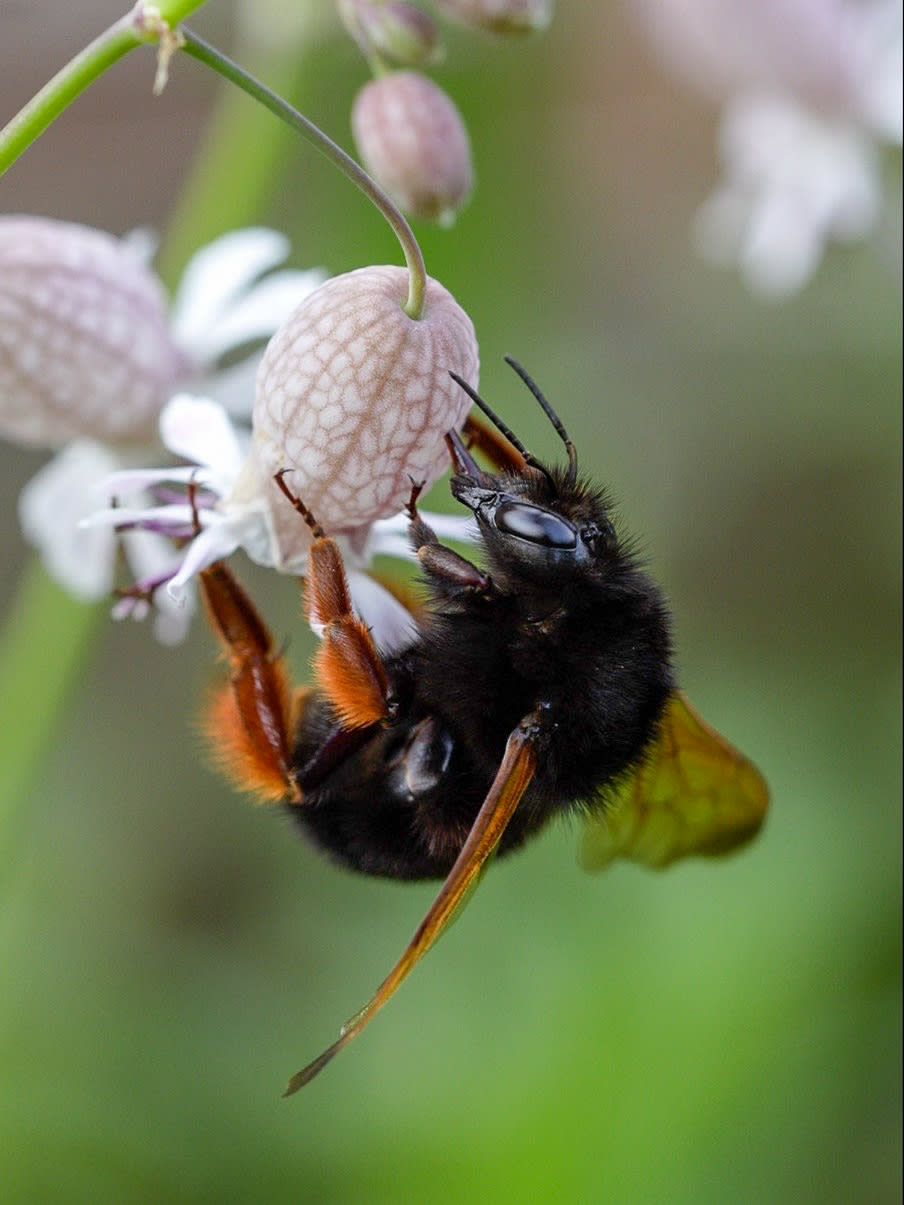 Buzz Pollinators of the Indian Himalayas