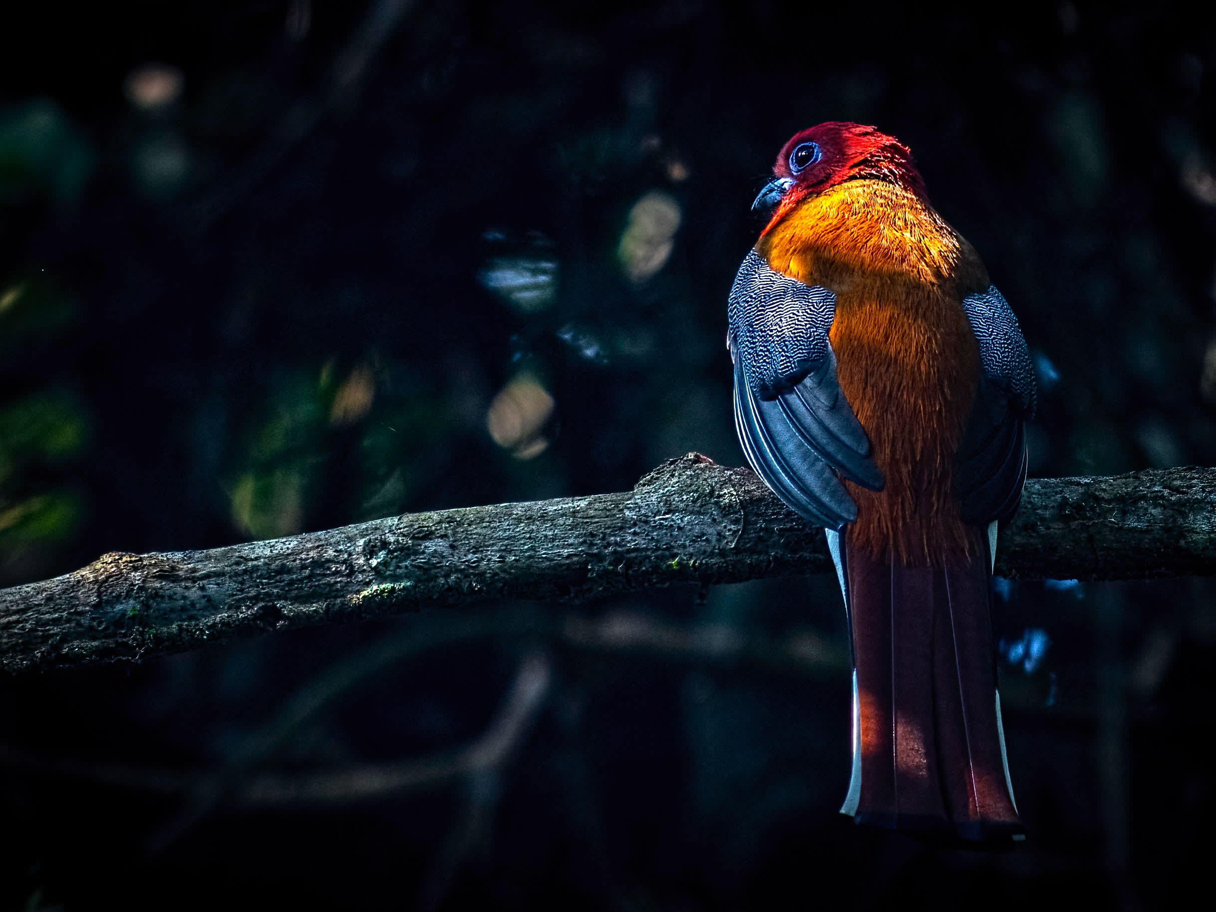 Red-headed Trogon: A Flash of Crimson in the Forest
