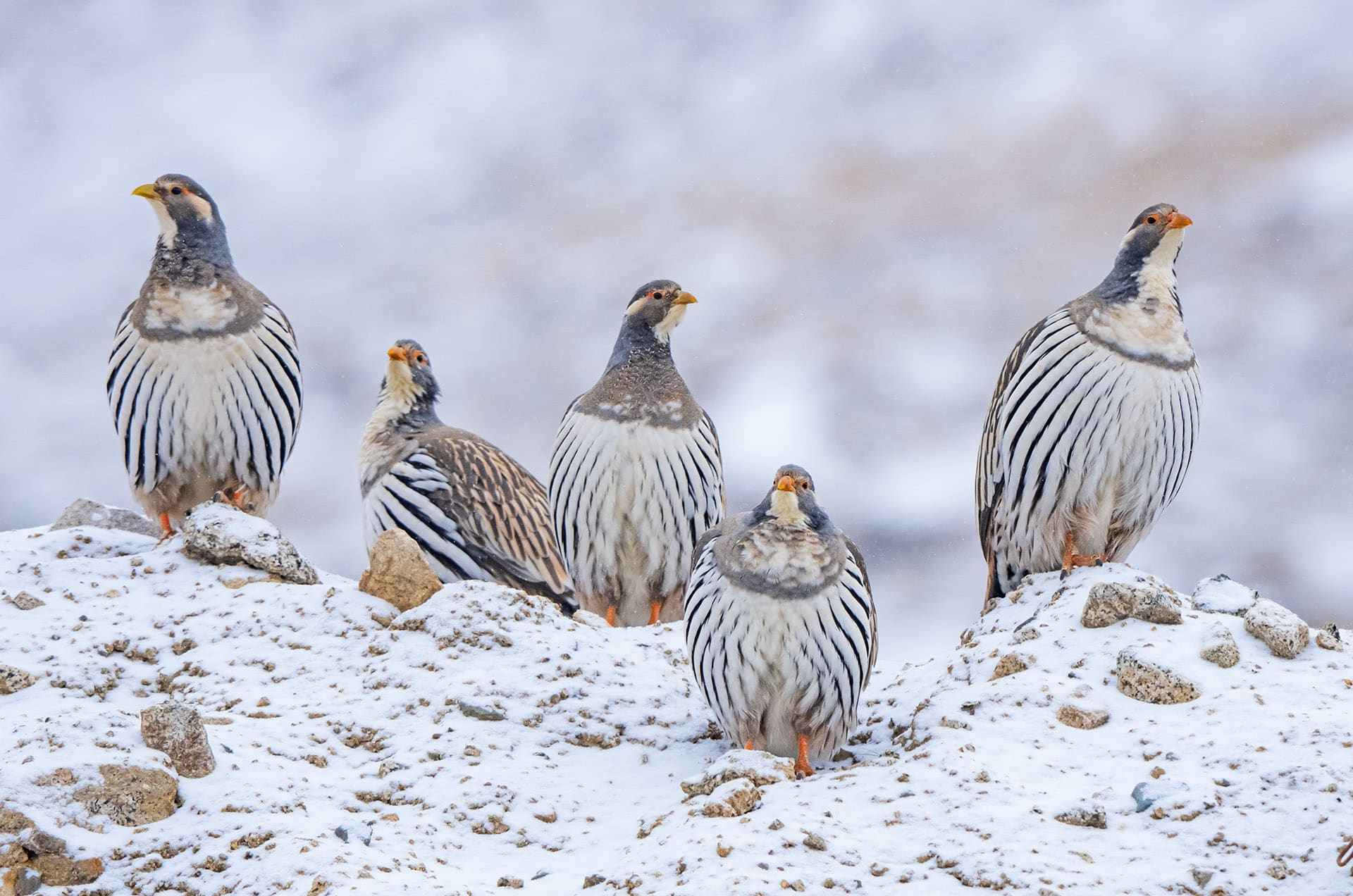 Snowcocks: Silent Sentinels of the Alpine Himalayas