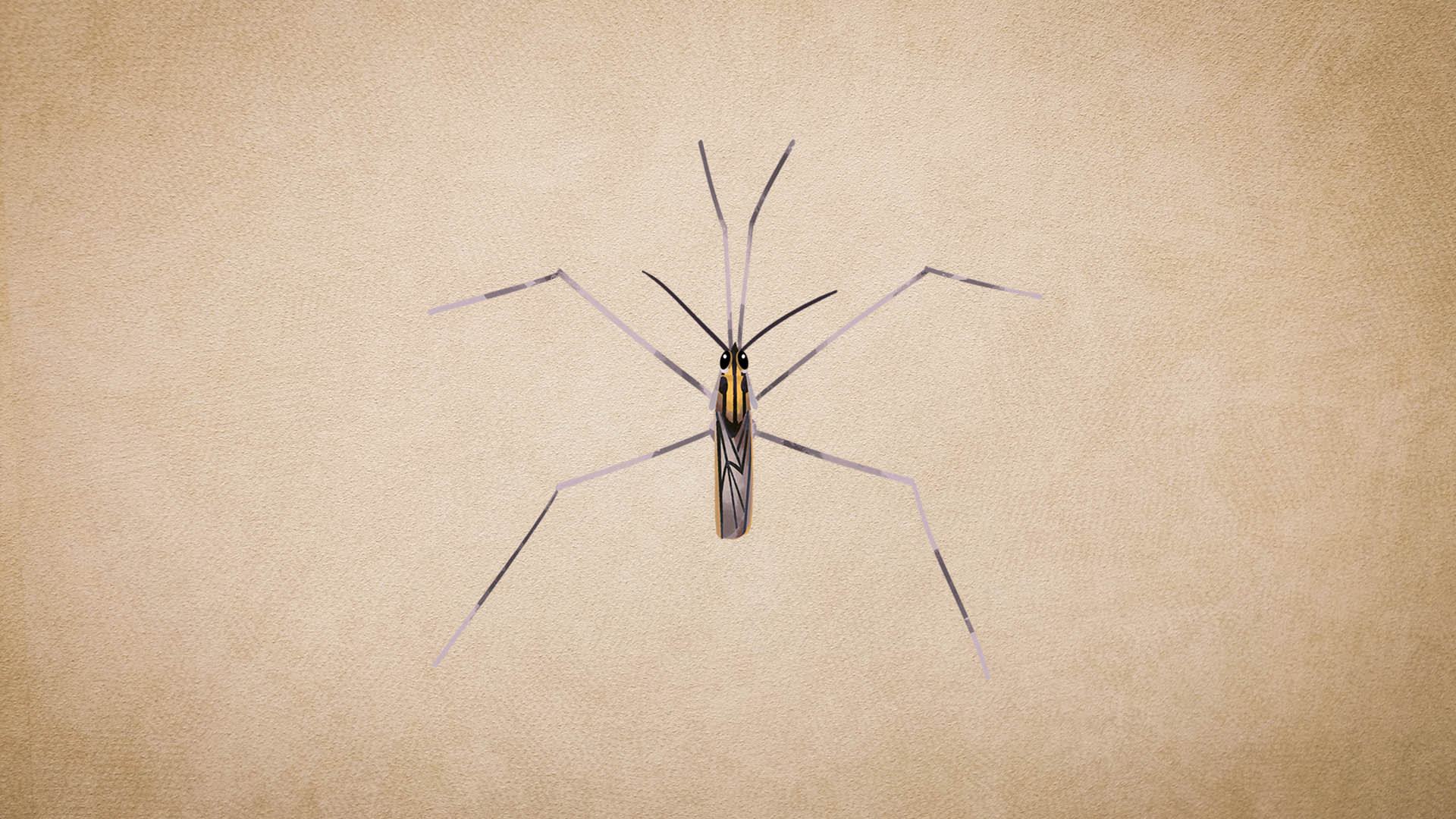 Water Striders: Facts, Habitat and Diet