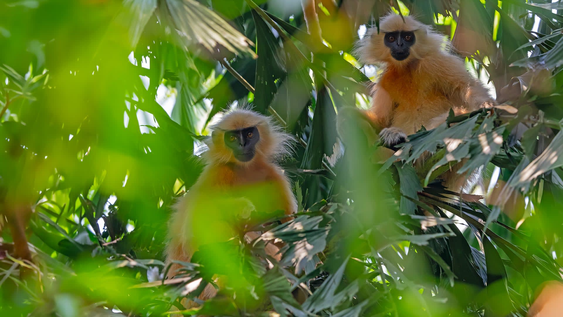 Hope in the Canopy: Golden Langurs