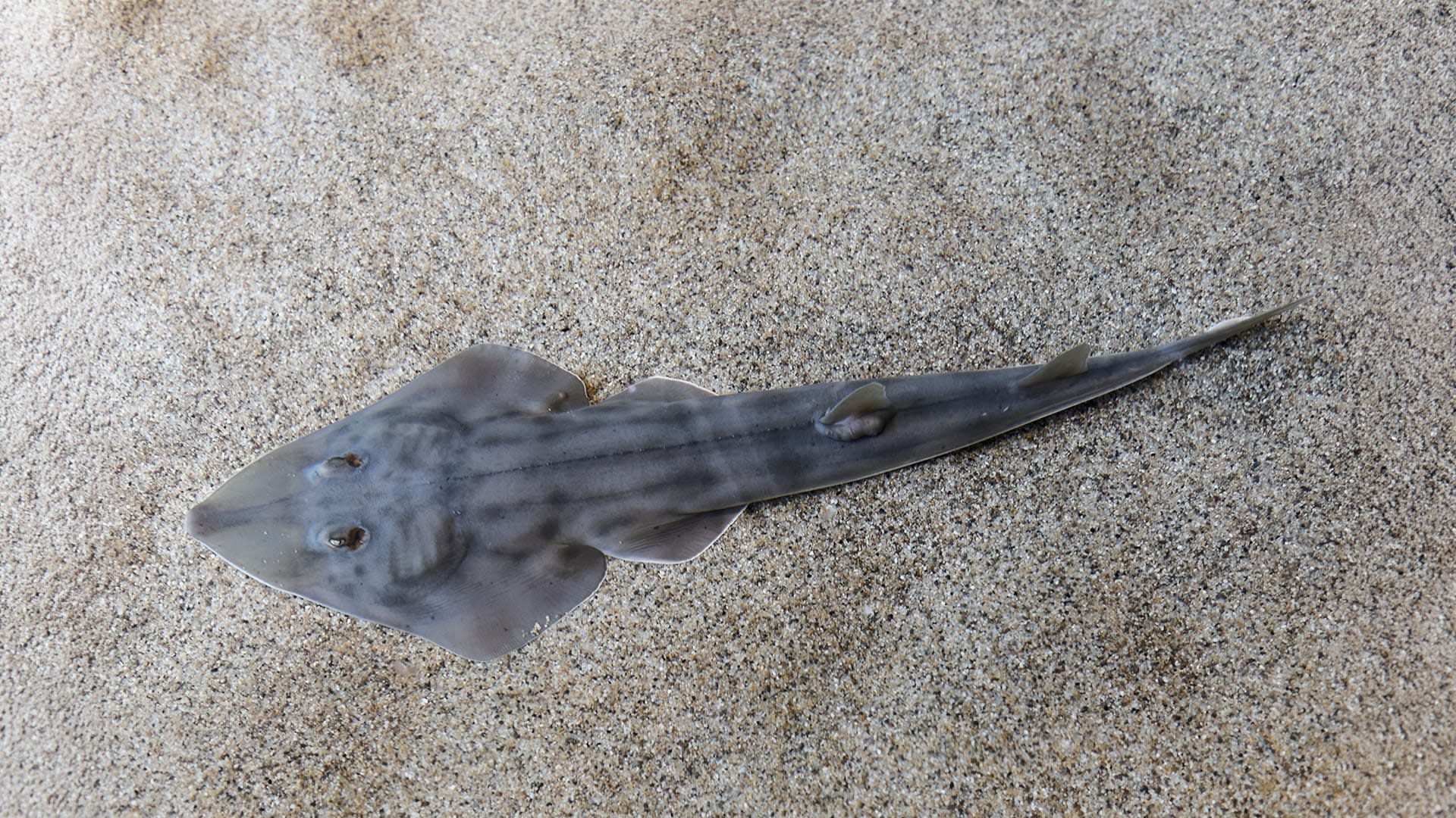 Shadow of the Seafloor