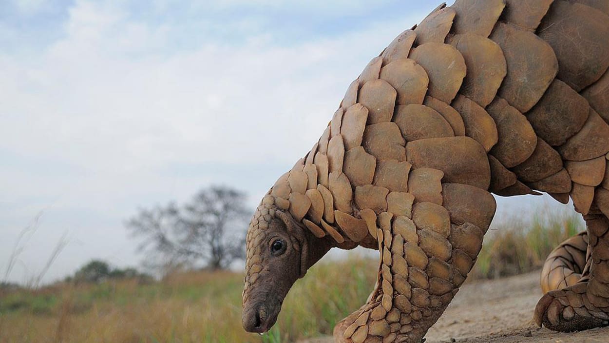 Predators Beware: Species in Battle-Ready Armour Predators Beware: Species in Battle-Ready Armour