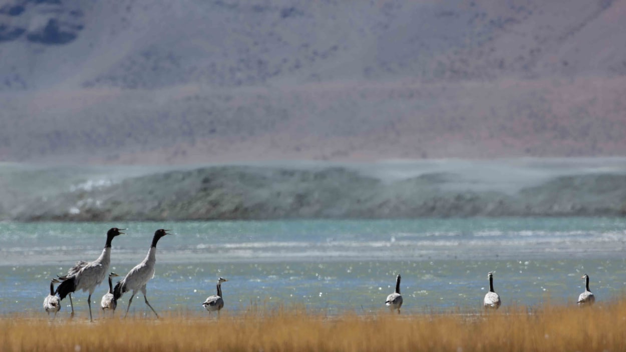 Hop, Skip, Run: The Hardy Pikas of Ladakh, Roundglass