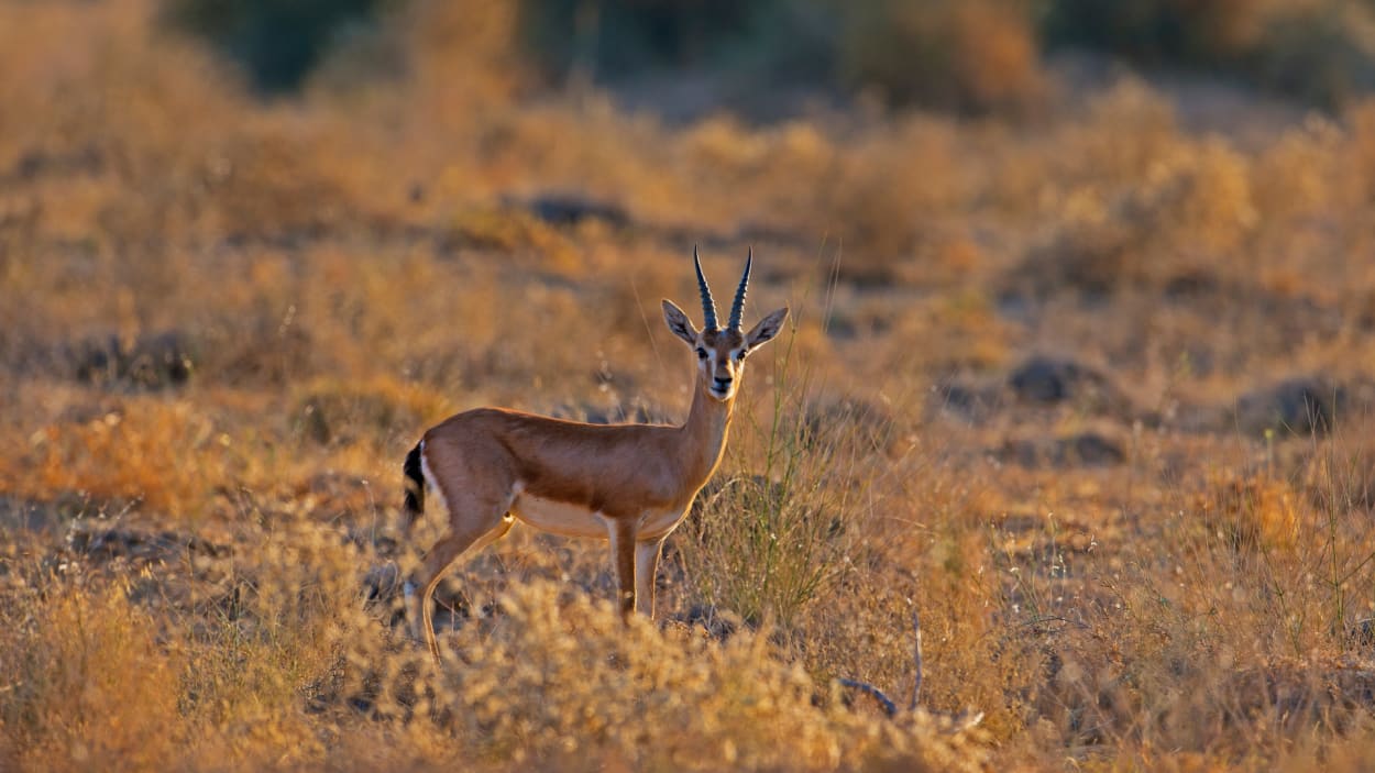 All about Thar Desert | RoundGlass | Sustain All about Thar Desert | RoundGlass | Sustain