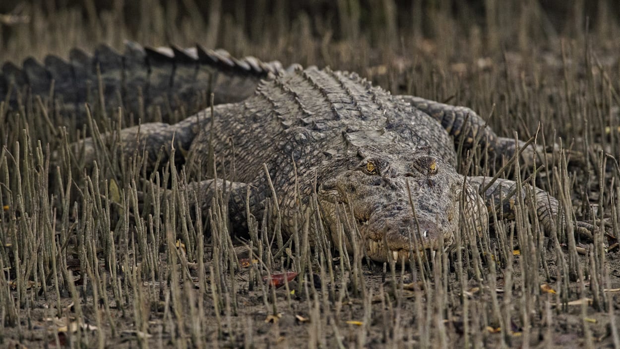 Saltwater Crocodile: Dragons of the Sundarbans