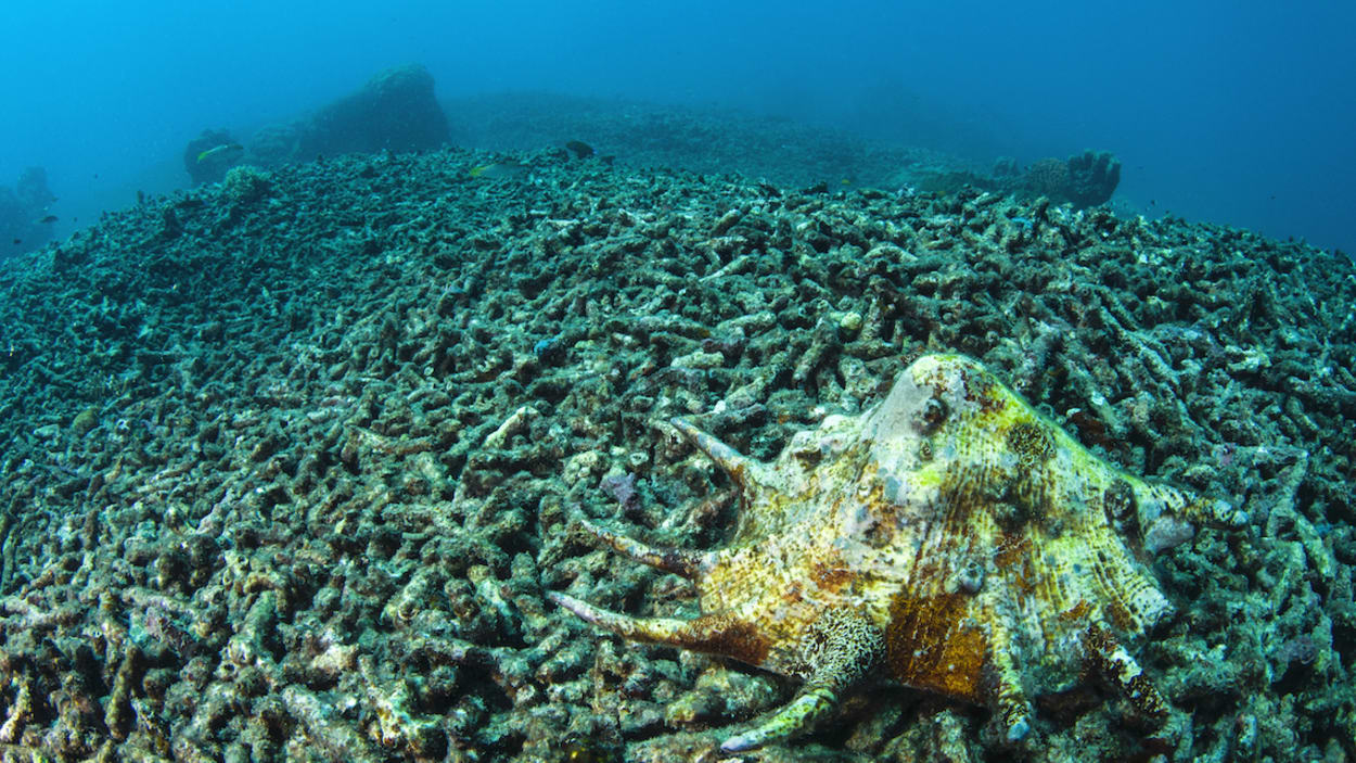 Seagrass Meadows on the Ocean Floor