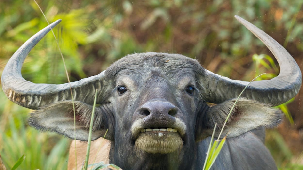 The Curious Incident of a Wild Water Buffalo in Panna | RoundGlass Sustain The Curious Incident of a Wild Water Buffalo in Panna | RoundGlass Sustain