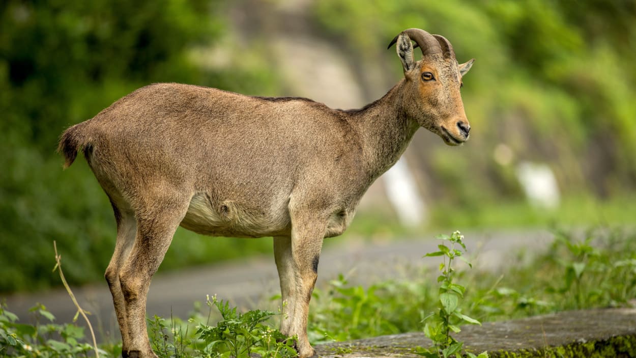 Nilgiri Tahr: Mountain Monarch of the Anaimalai I RoundGlass I Sustain Nilgiri Tahr: Mountain Monarch of the Anaimalai I RoundGlass I Sustain