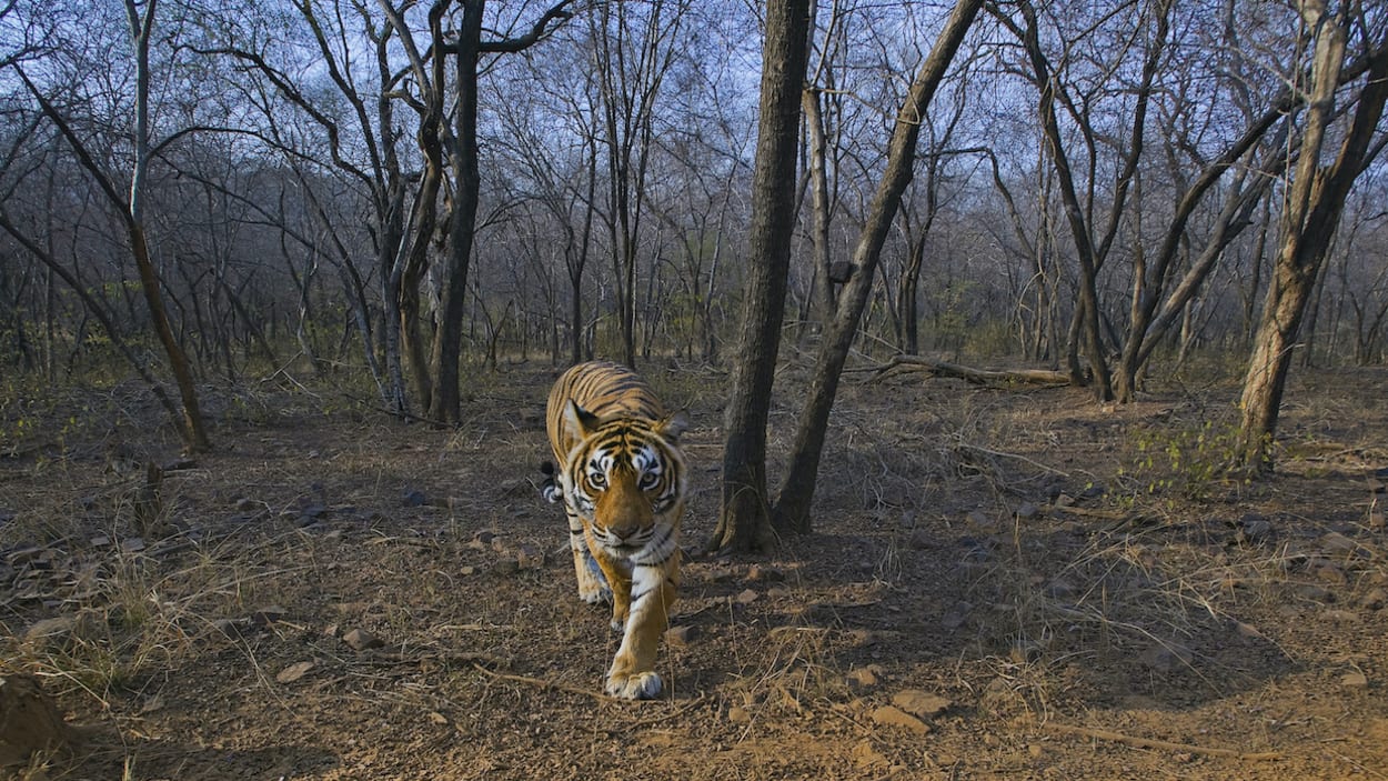 Ground Control: Tigers Defend Their Territory I Roundglass I Sustain