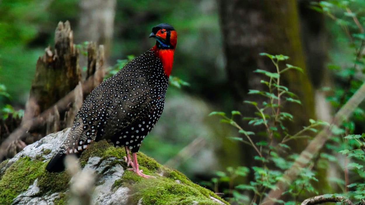 The Guide: Singalila National Park | RoundGlass Sustain The Guide: Singalila National Park | RoundGlass Sustain