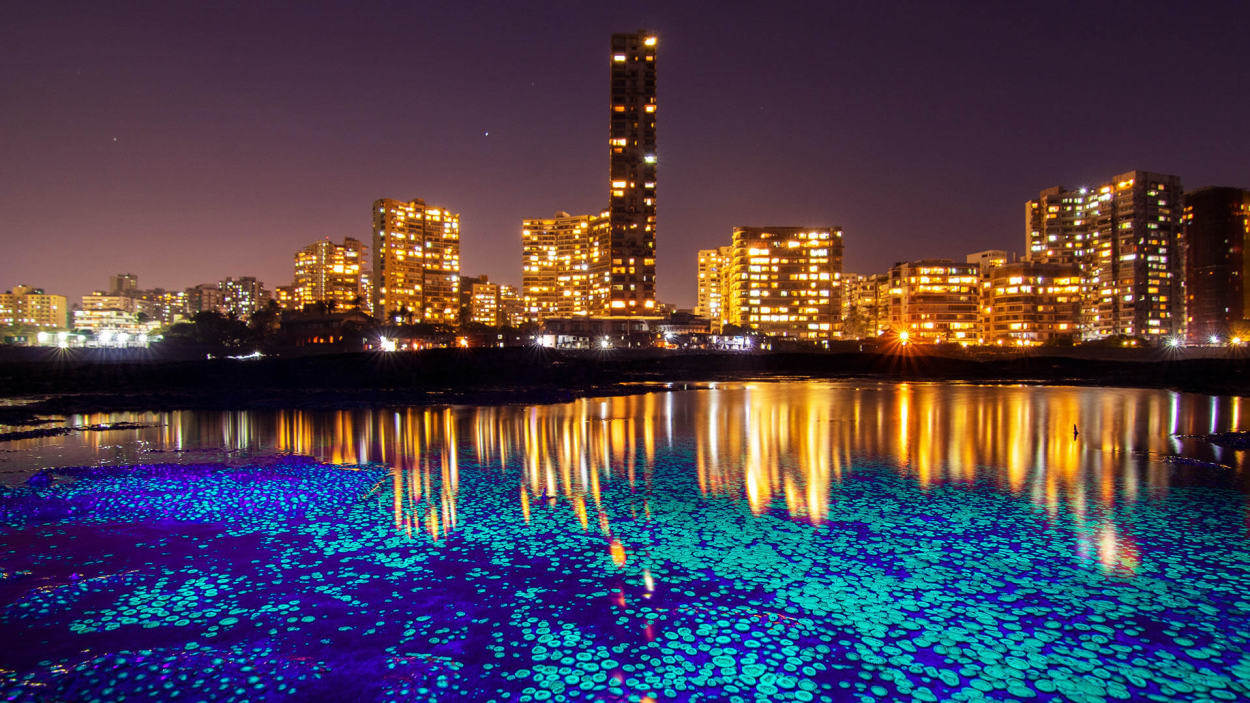 Mumbais Tide Pools The City Beyond the Shore Roundglass Sustain