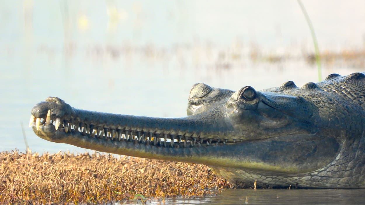 The Guide: Ken Gharial Sanctuary