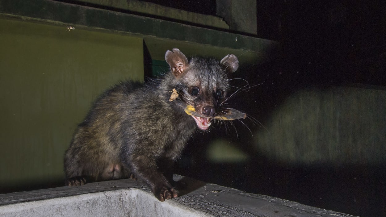 Unwelcome at Home: The Palm Civets of Kolkata | RoundGlass Sustain Unwelcome at Home: The Palm Civets of Kolkata | RoundGlass Sustain