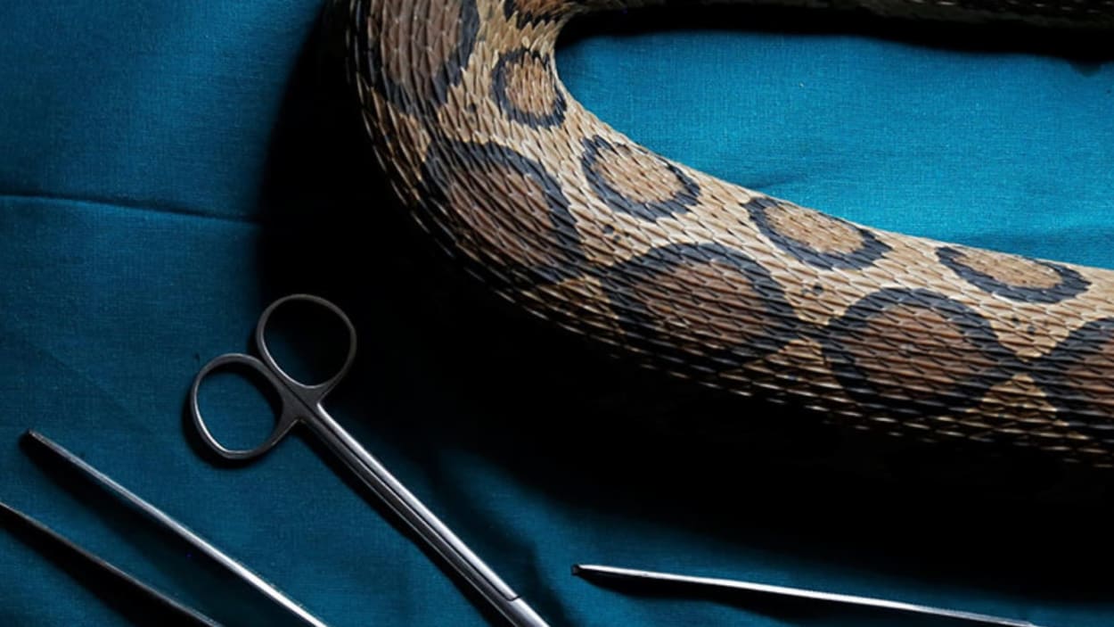 Scientists describe a new Himalayan snake species found via Instagram