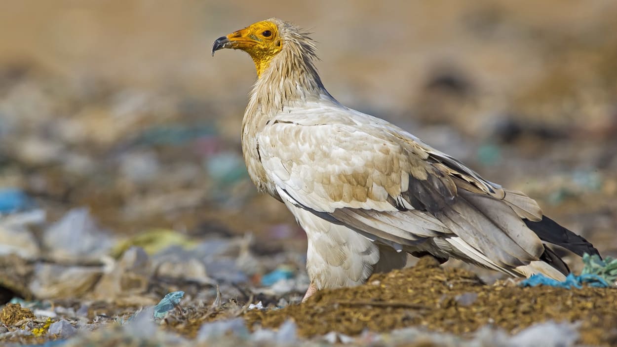 The Good Death Eaters: How Scavengers Keep the Ecosystem Clean | RoundGlass Sustain The Good Death Eaters: How Scavengers Keep the Ecosystem Clean | RoundGlass Sustain