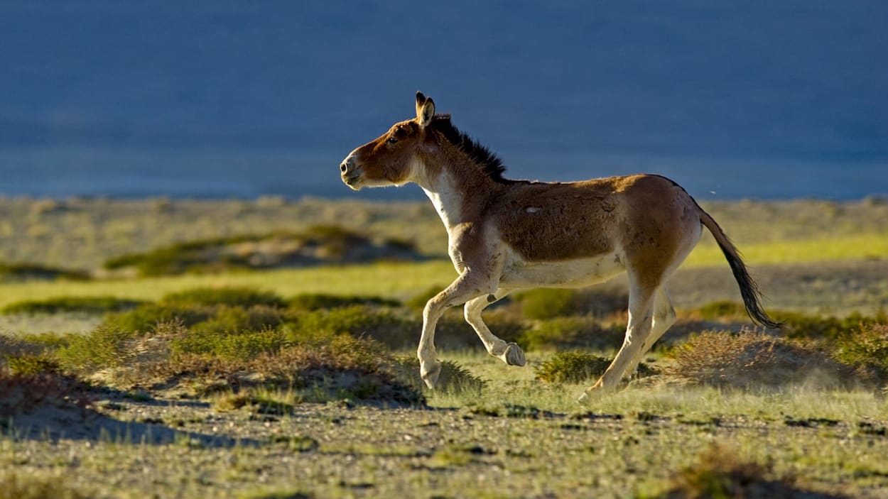 Hop, Skip, Run: The Hardy Pikas of Ladakh, Roundglass