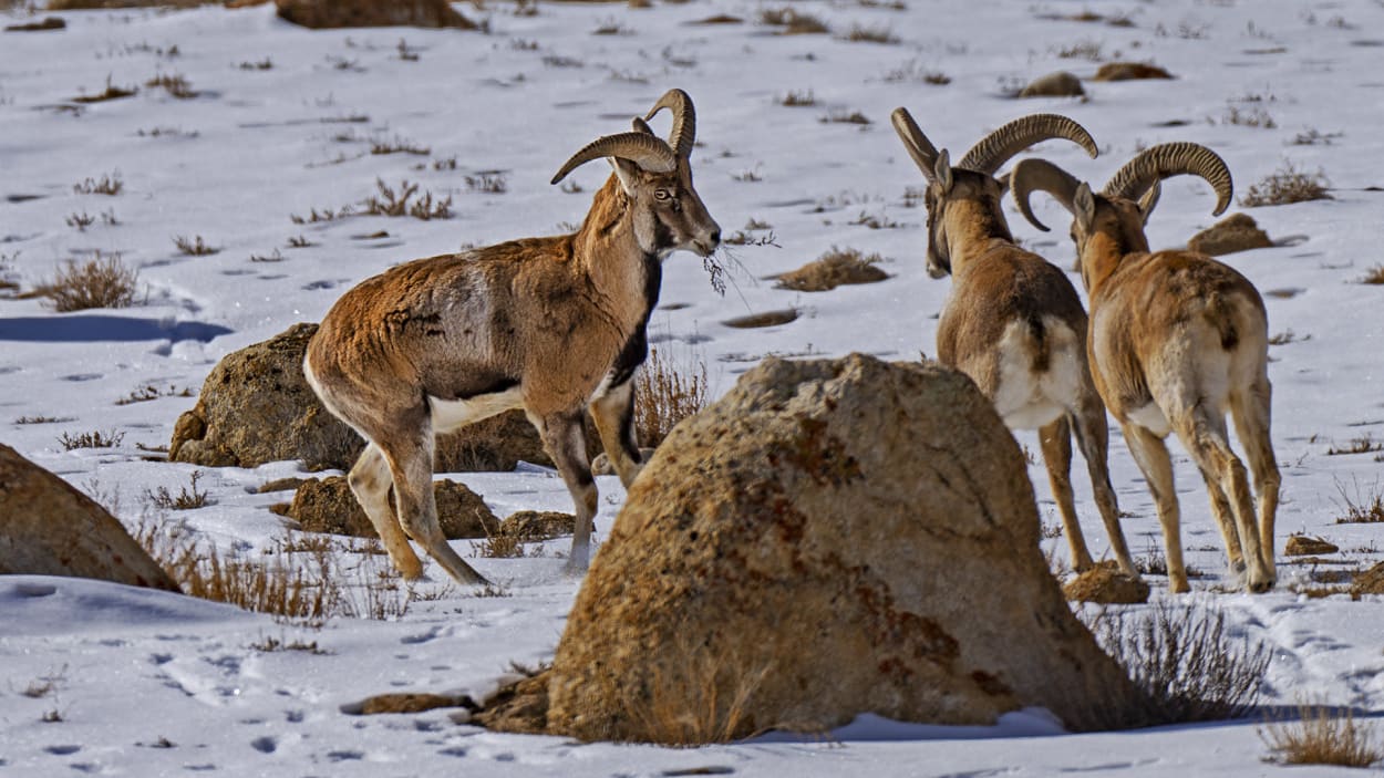 Hop, Skip, Run: The Hardy Pikas of Ladakh, Roundglass