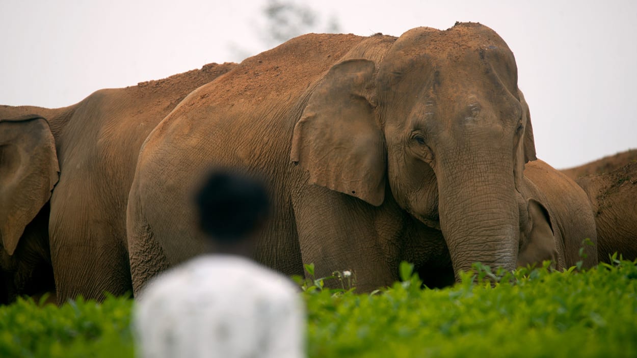 Living With Elephants Can Mobile Technology Help Mitigate Human-wildlife Conflict? Foto bild