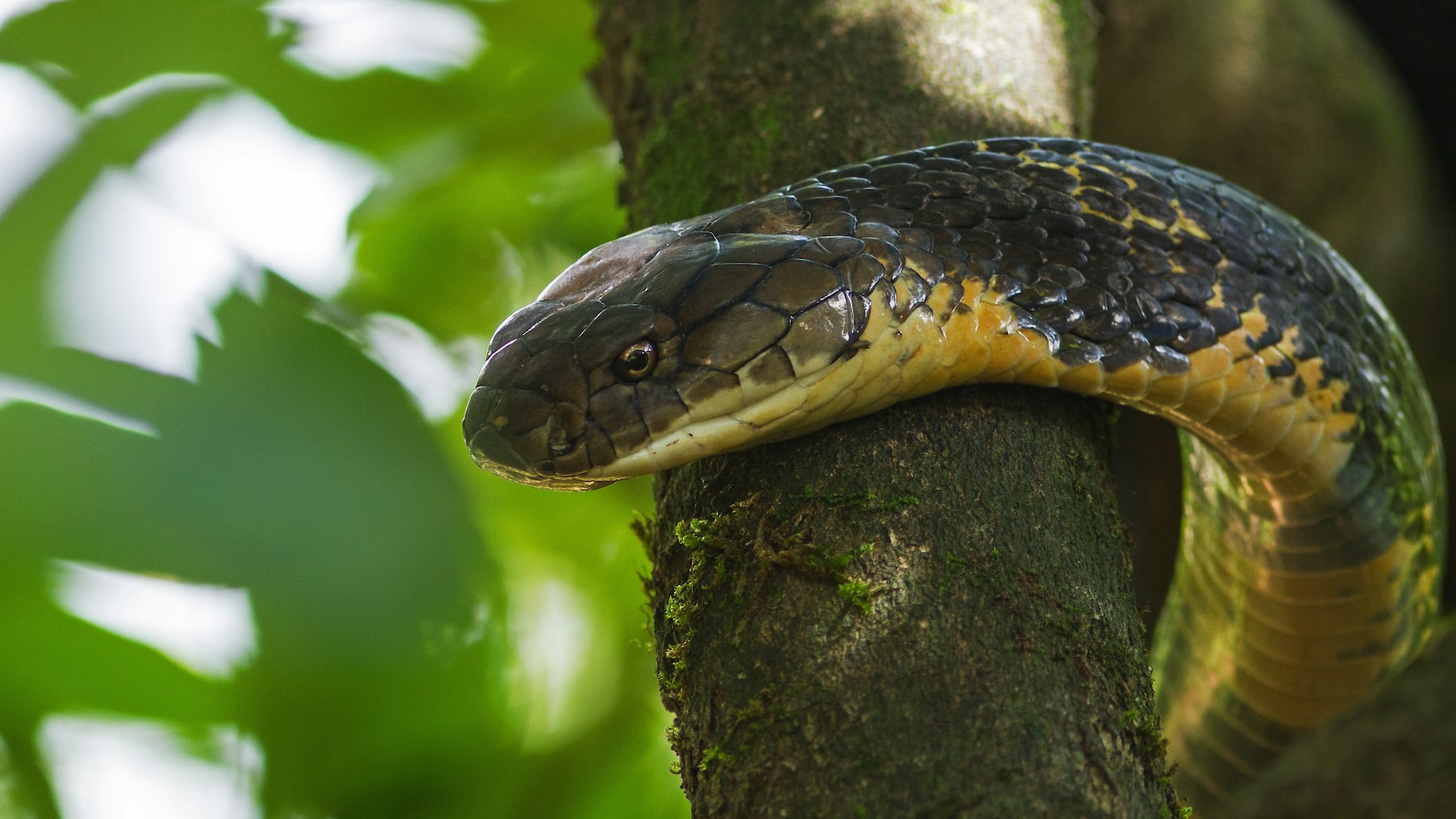 Venomous Black Forest Cobra through Google Glass 