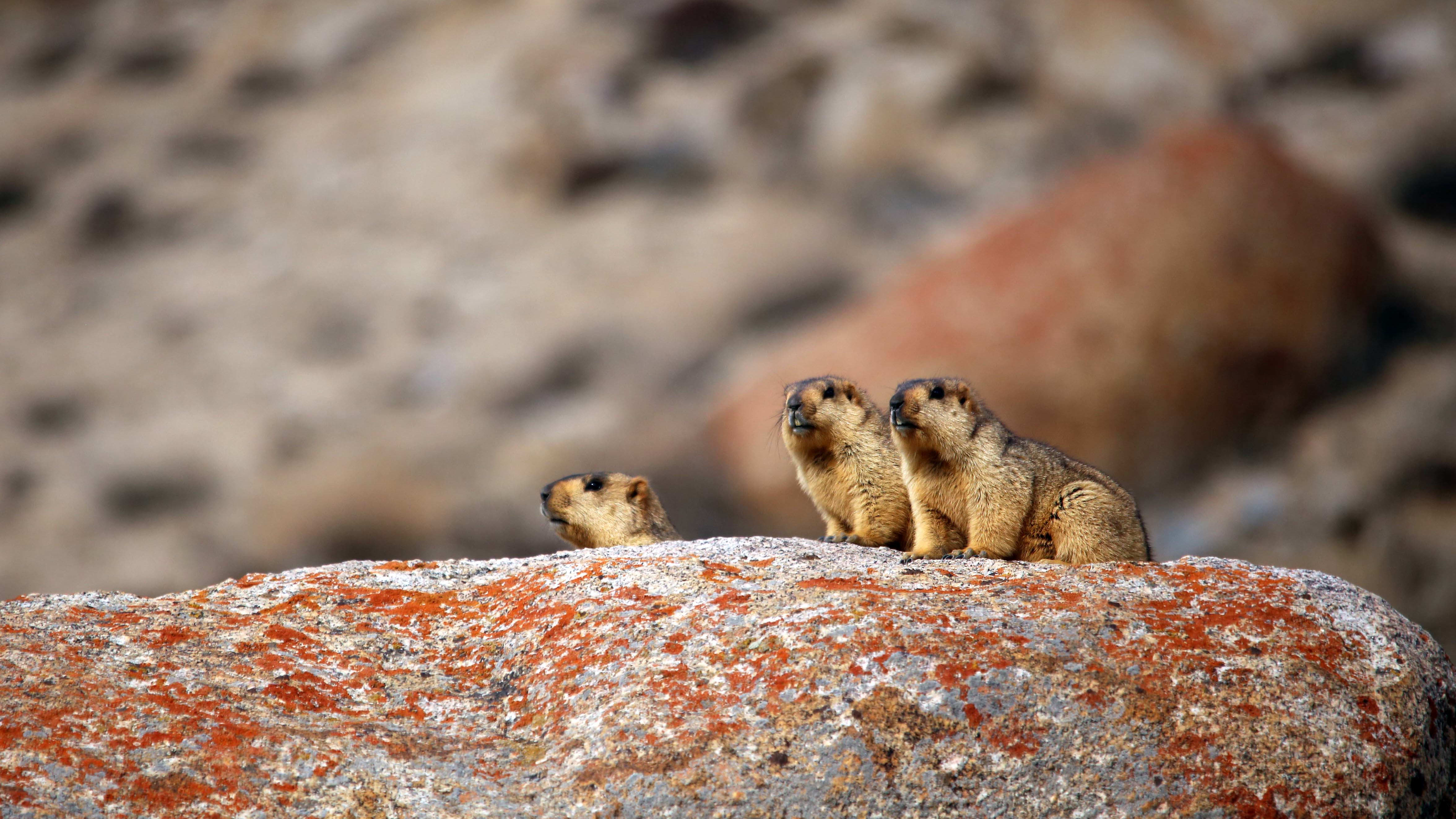 Into a Huddle: The Himalayan Marmot Family | Roundglass | Sustain Into a Huddle: The Himalayan Marmot Family | Roundglass | Sustain