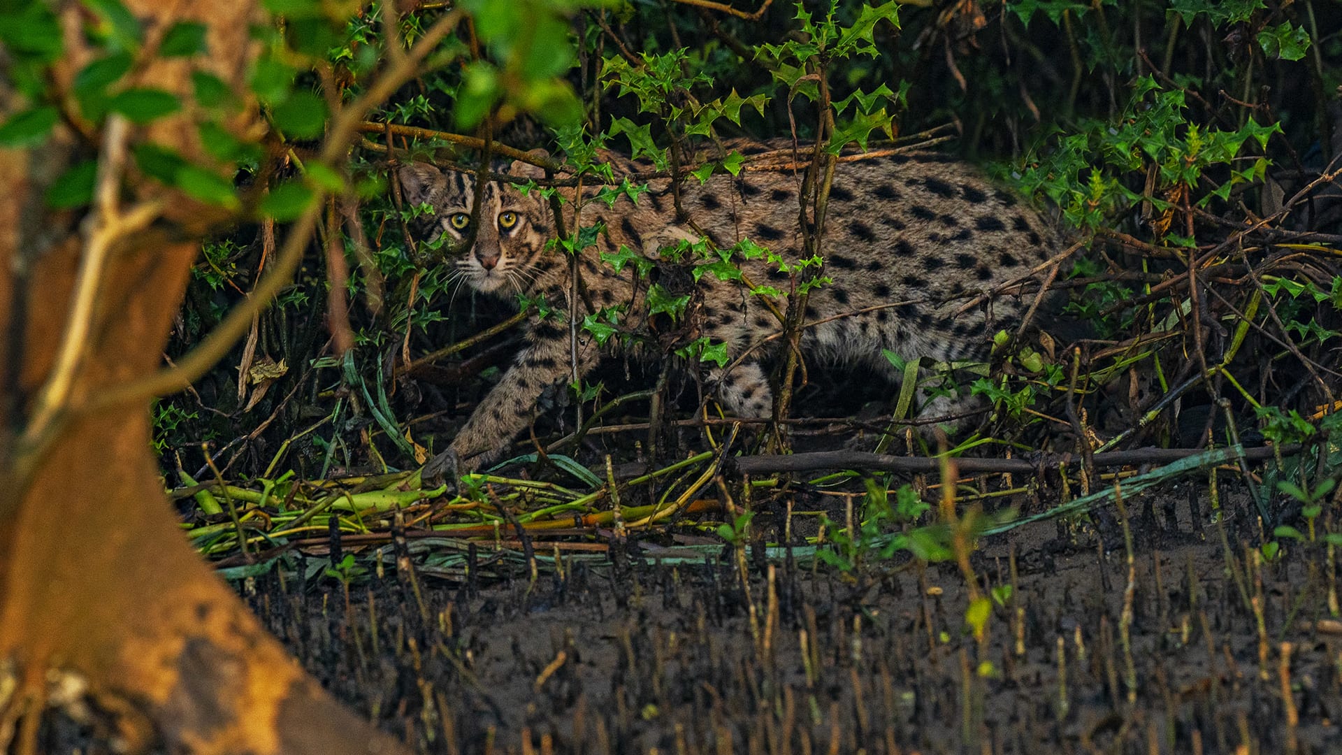 Fishing Cat's Cradle - bioGraphic