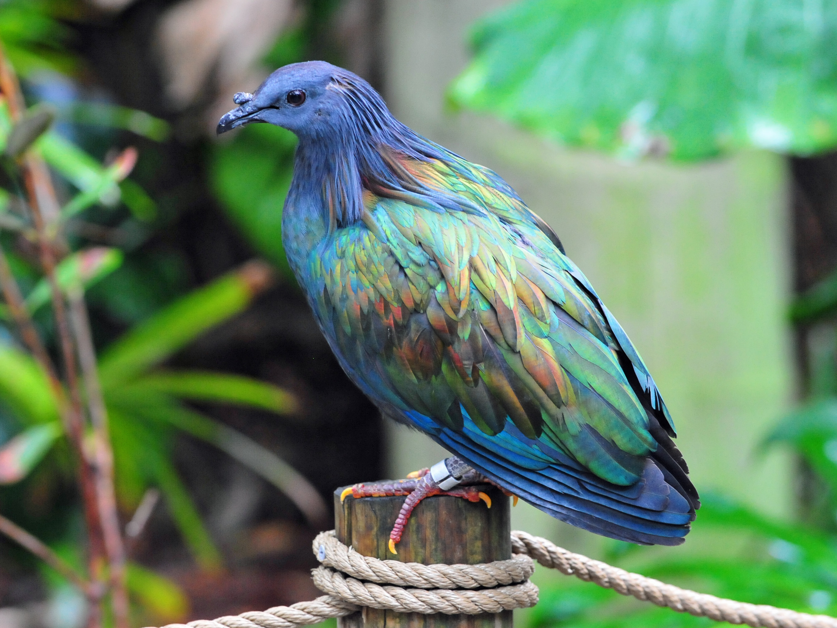 Nicobar Pigeon: Birds of the Paradise Isles